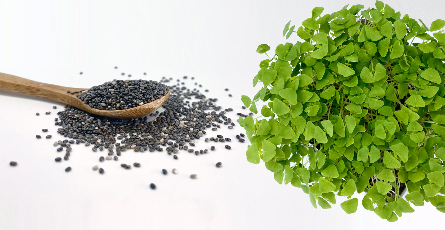 Chia seeds on a spoon next to chia microgreens