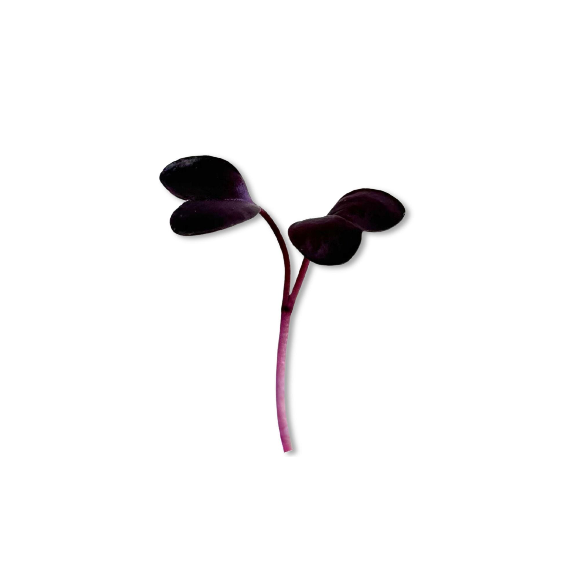 PURPLE RADISH MICROGREEN SEEDS