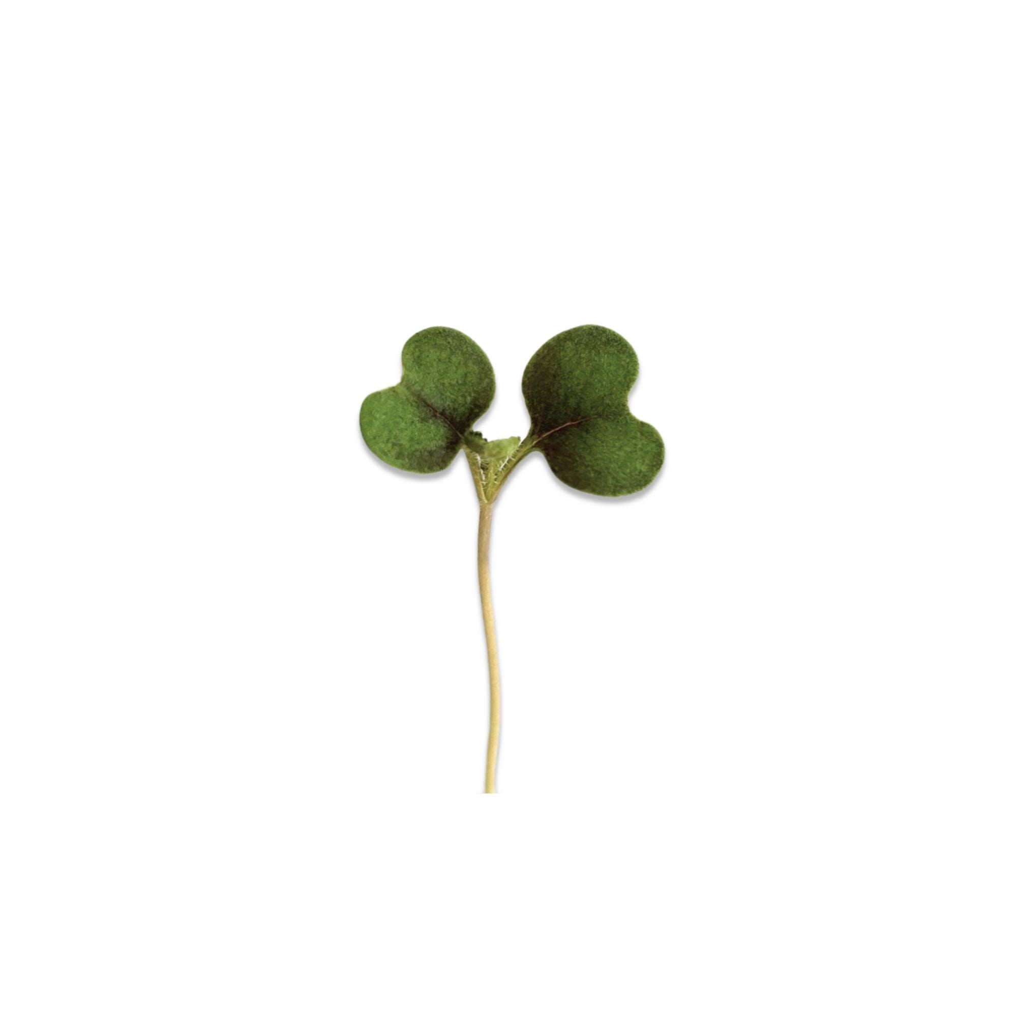 KOMATSUNA MICROGREEN SEEDS - micropod