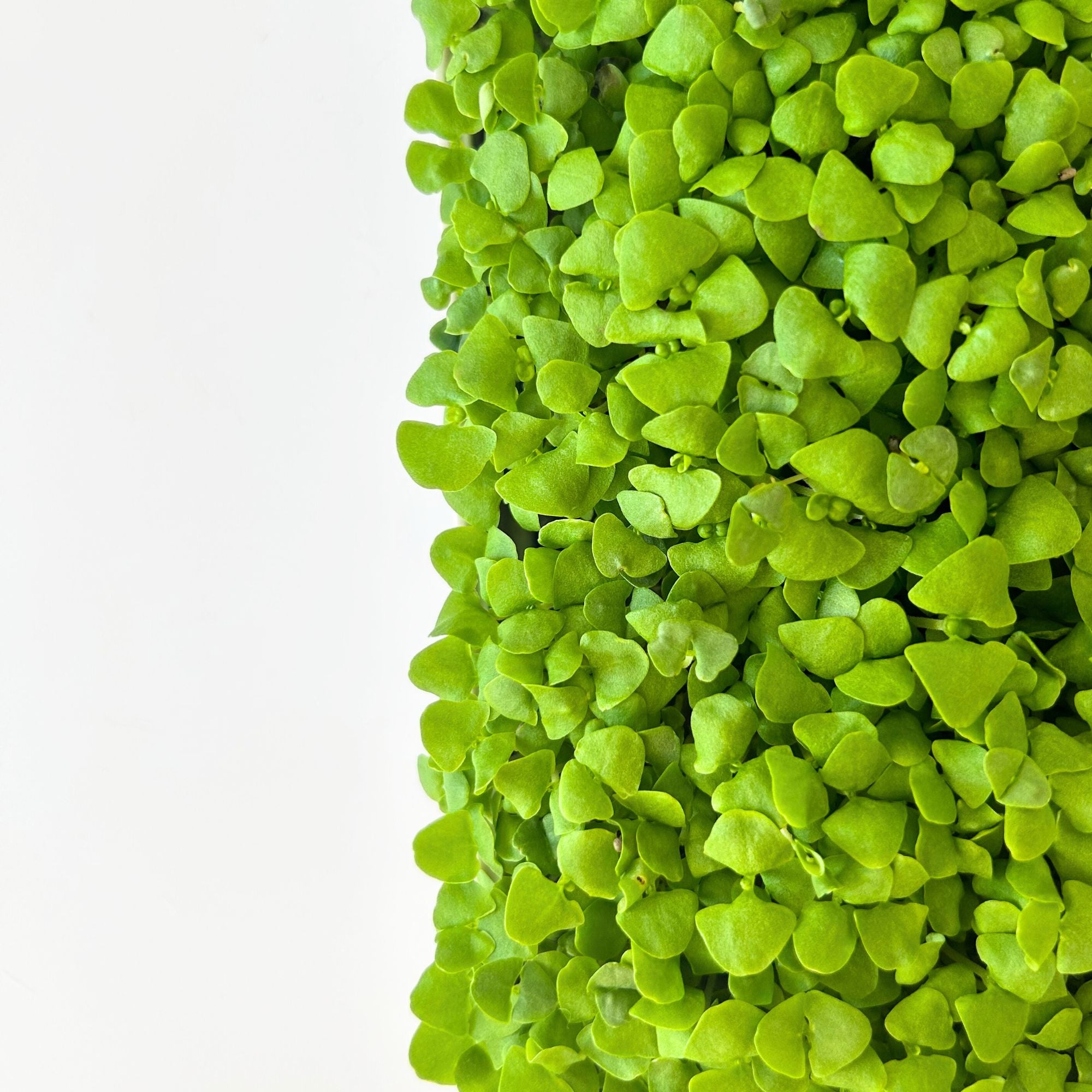BASIL MICROGREEN SEEDS - micropod