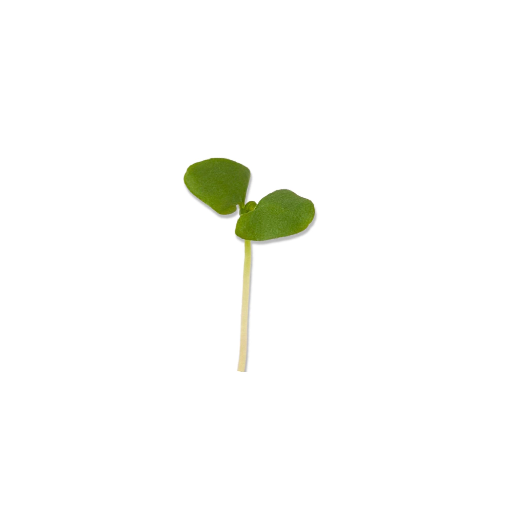 BASIL MICROGREEN SEEDS - micropod