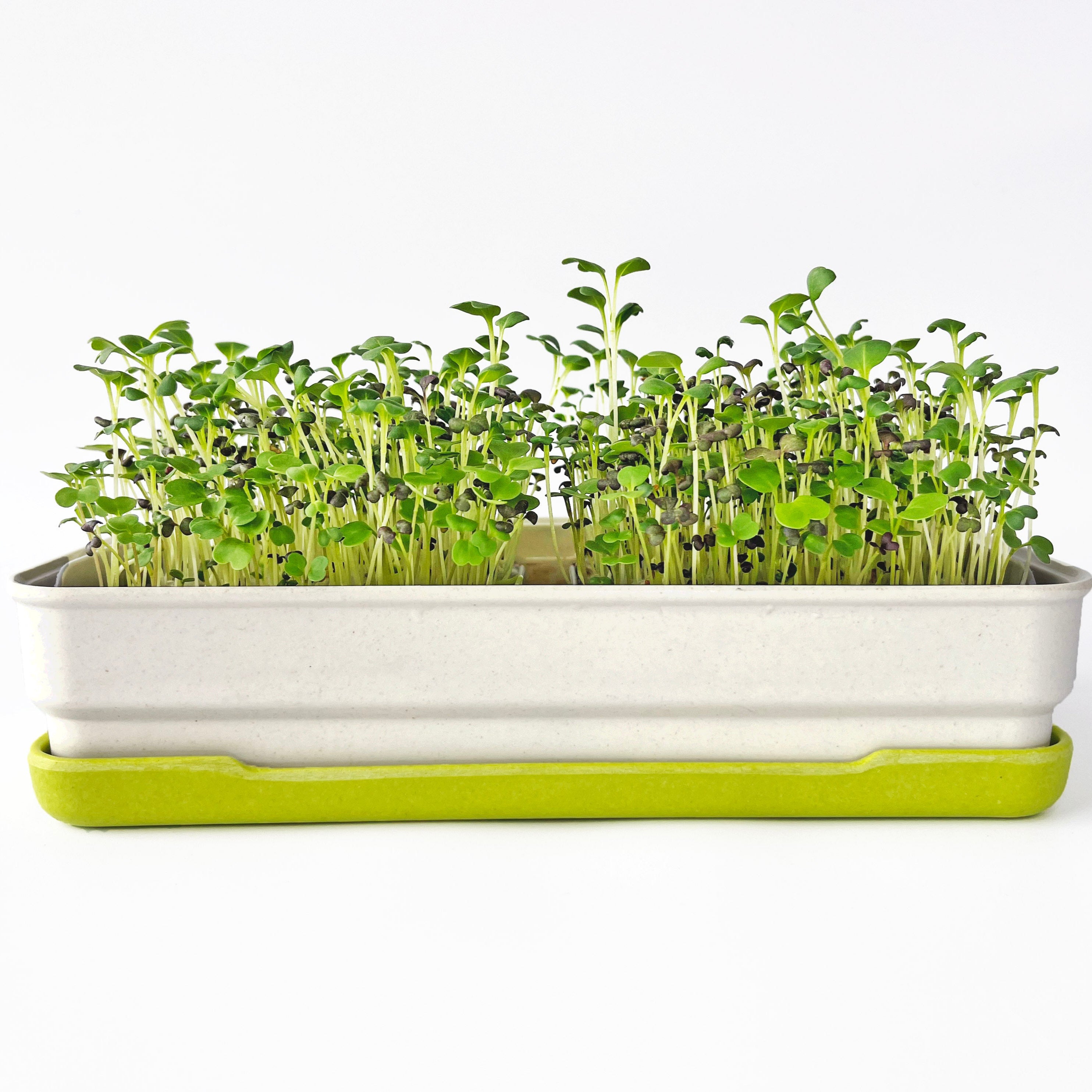SPICY BLEND MICROGREEN SEEDS - micropod
