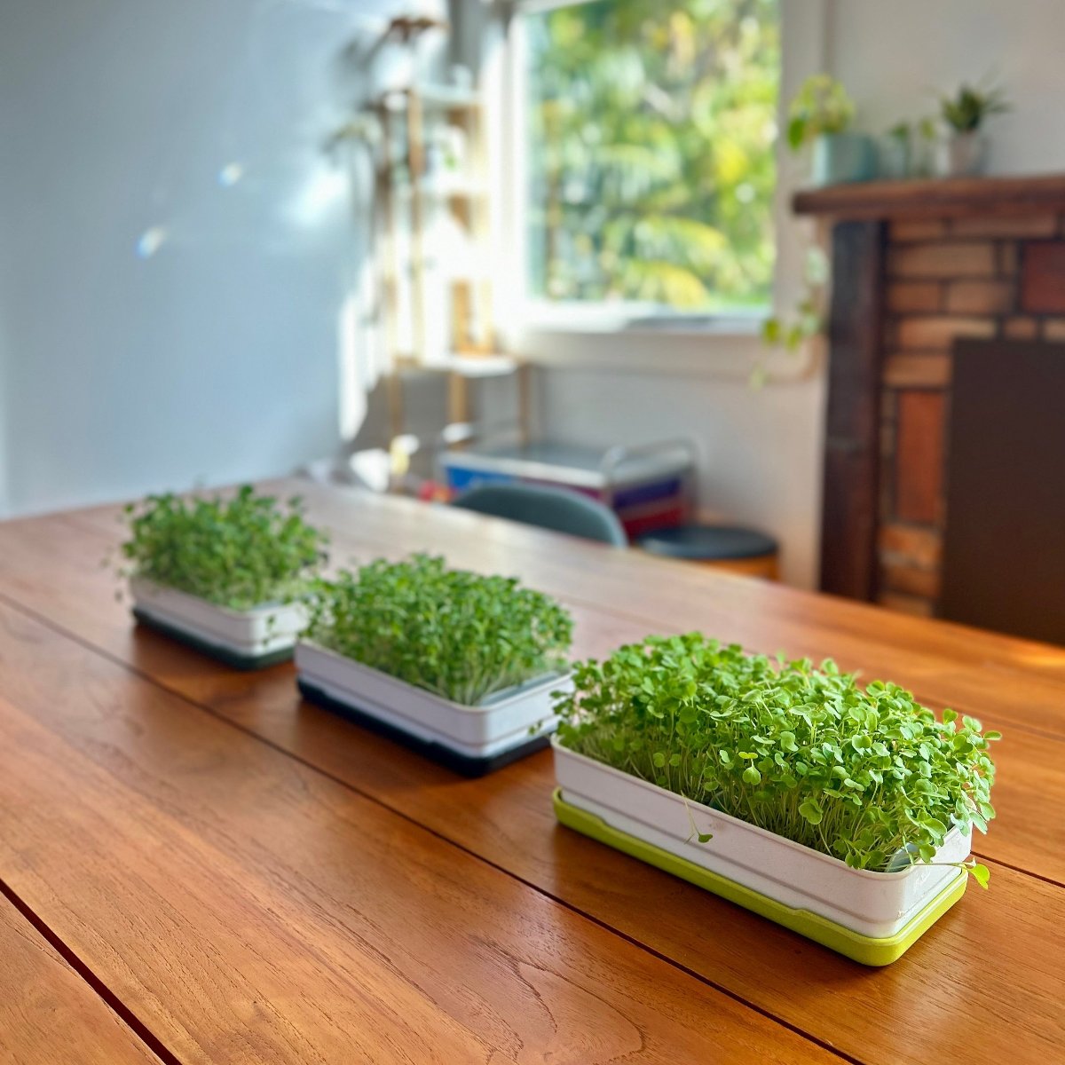STARTER KIT - micropod