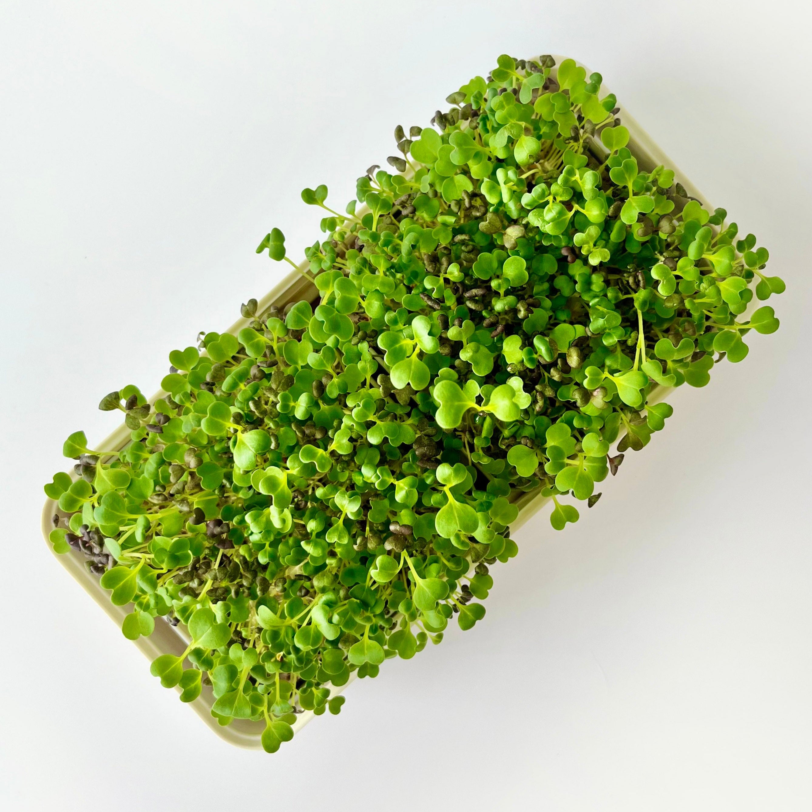 SPICY BLEND MICROGREEN SEEDS - micropod