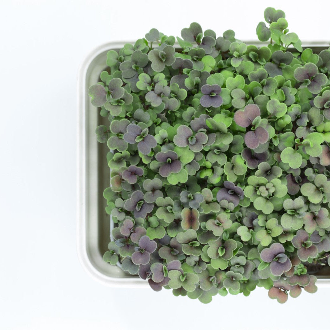ROCKET MICROGREEN SEEDS - micropod