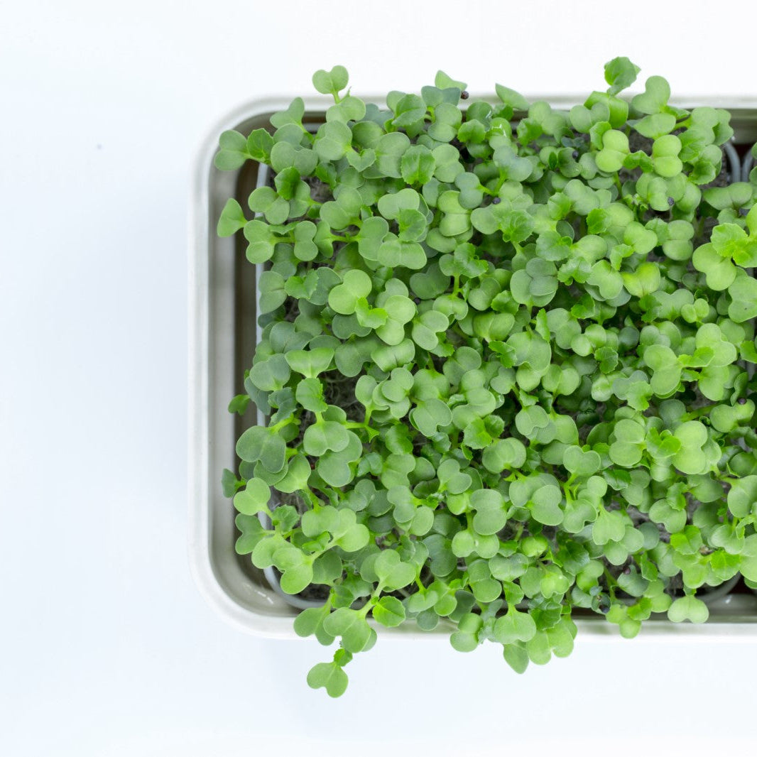 PAK CHOI MICROGREEN SEEDS - micropod