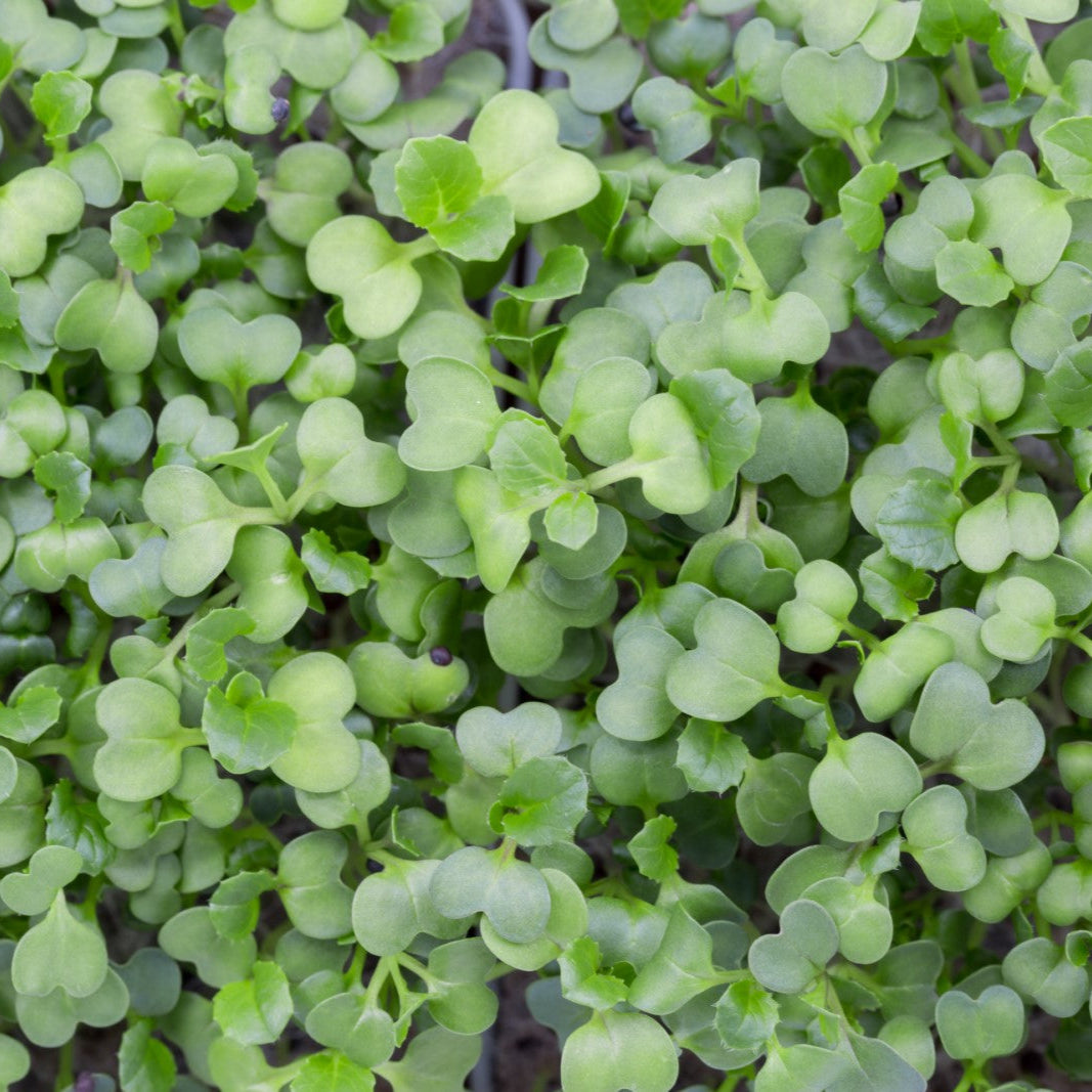 PAK CHOI MICROGREEN SEEDS - micropod
