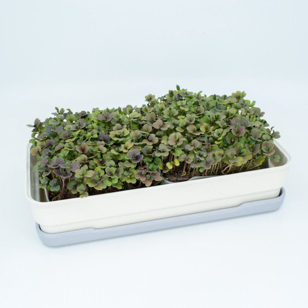 ROCKET MICROGREEN SEEDS - micropod