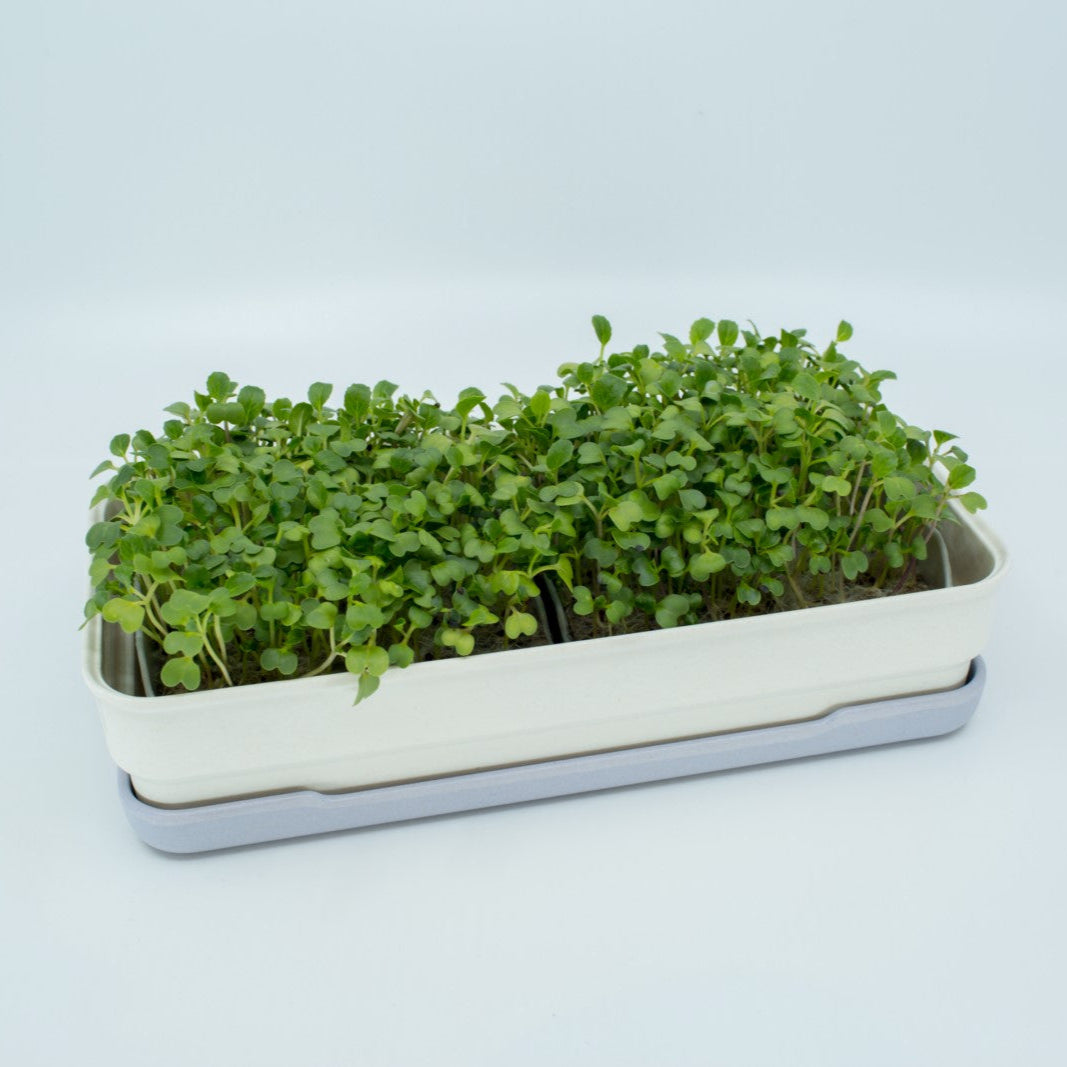 PAK CHOI MICROGREEN SEEDS - micropod