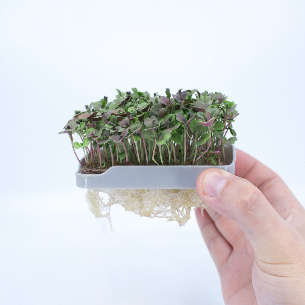 ROCKET MICROGREEN SEEDS - micropod