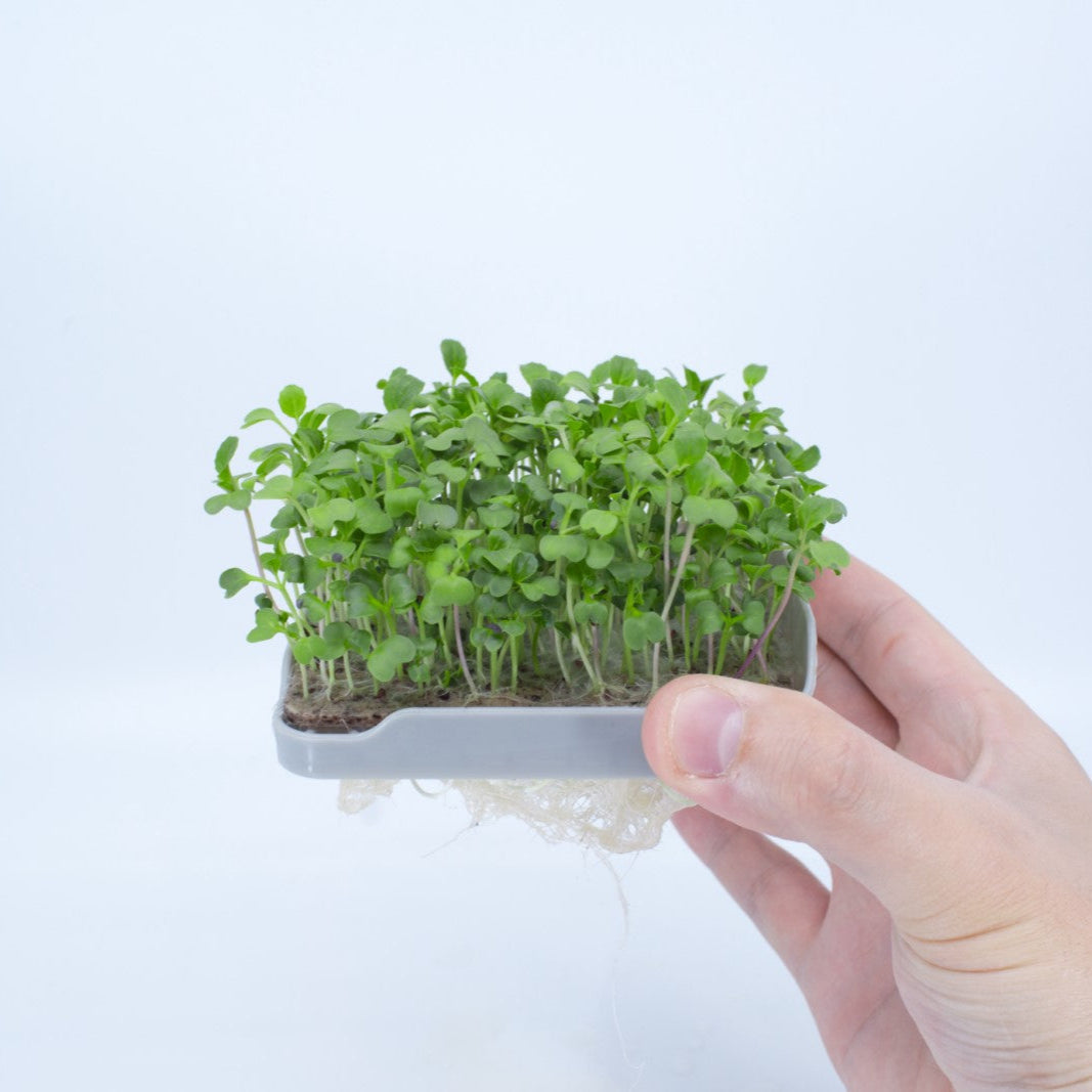 PAK CHOI MICROGREEN SEEDS - micropod