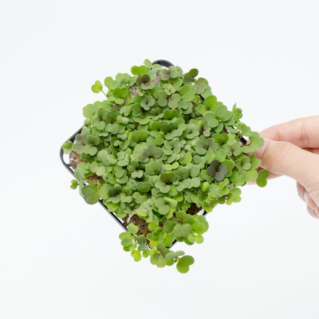ROCKET MICROGREEN SEEDS - micropod