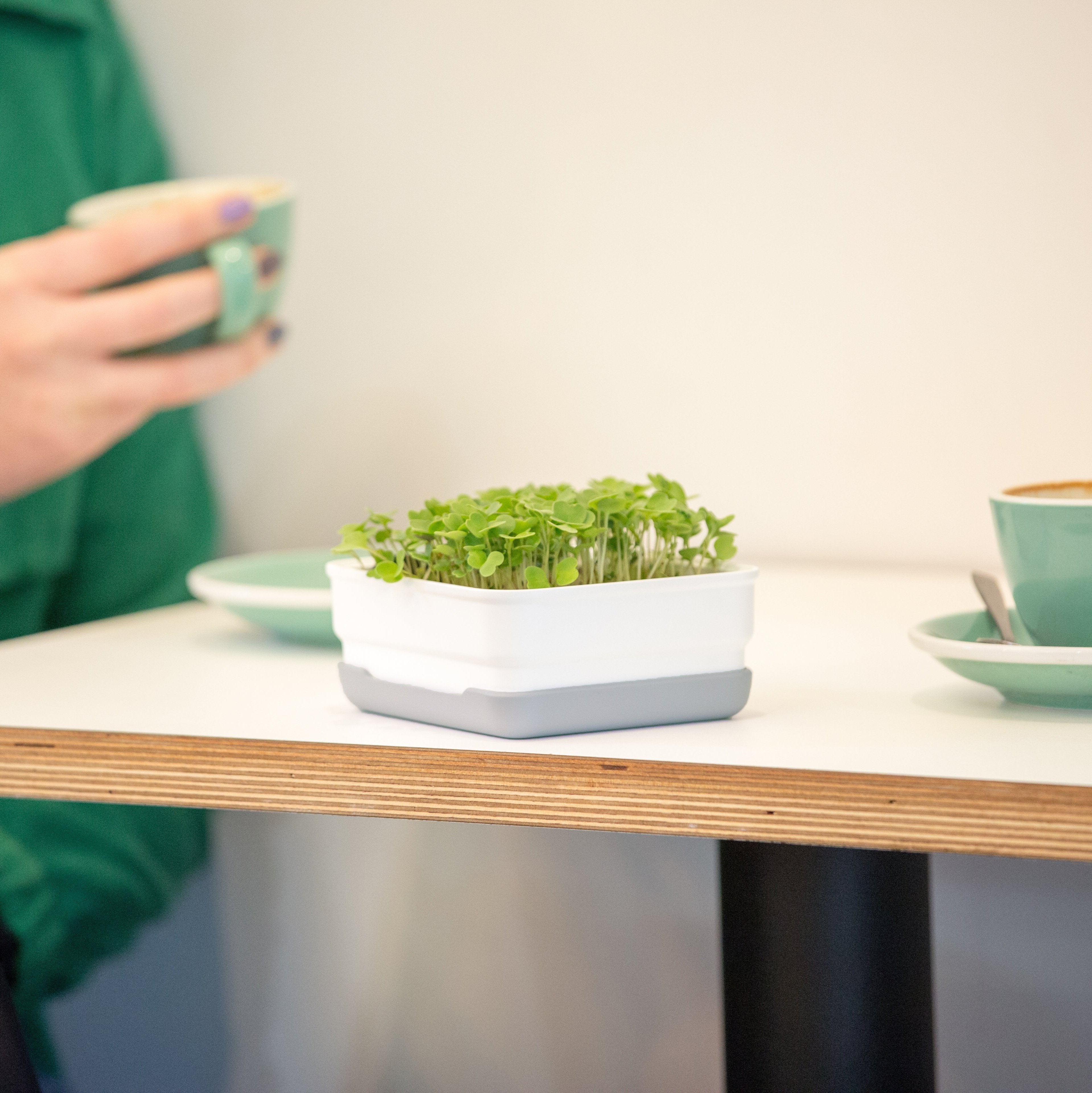 Tiny Greens Bundle - micropod