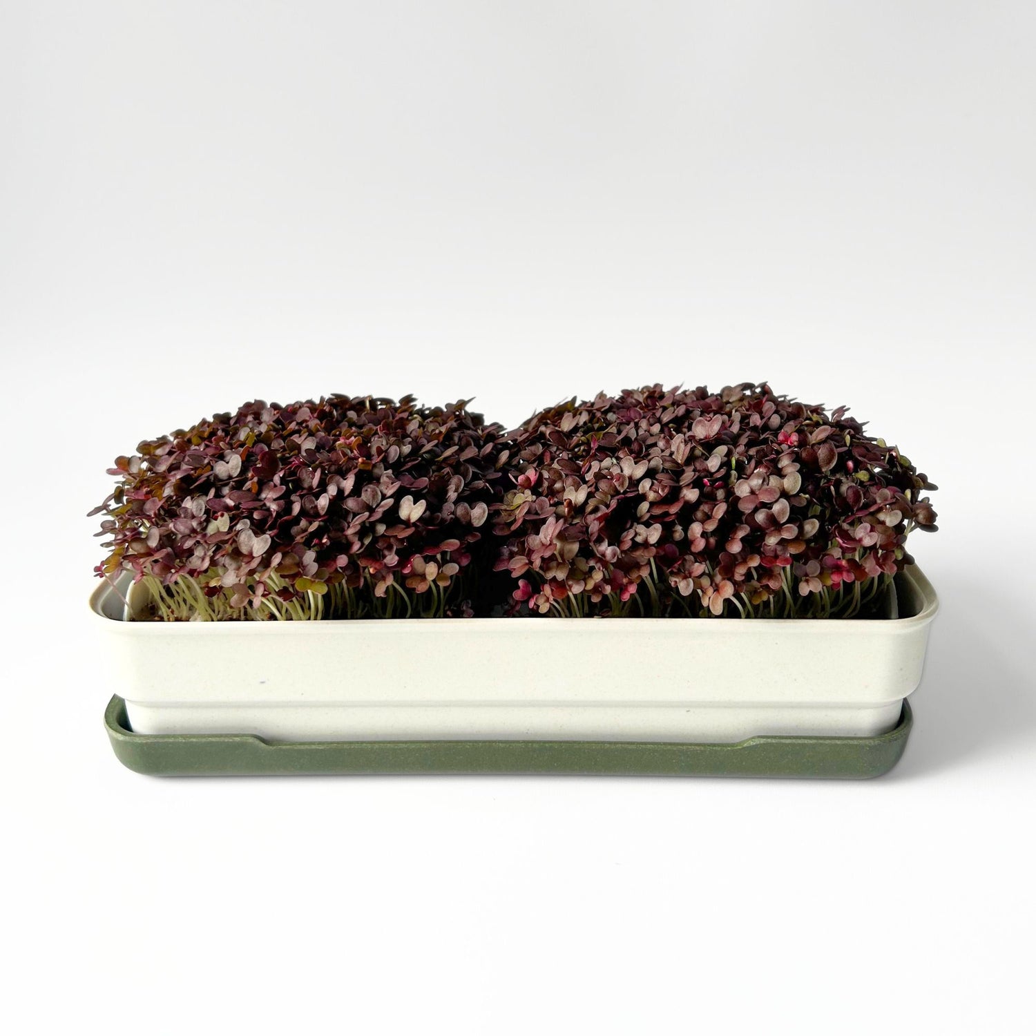 RED KALE MICROGREEN SEEDS - micropod