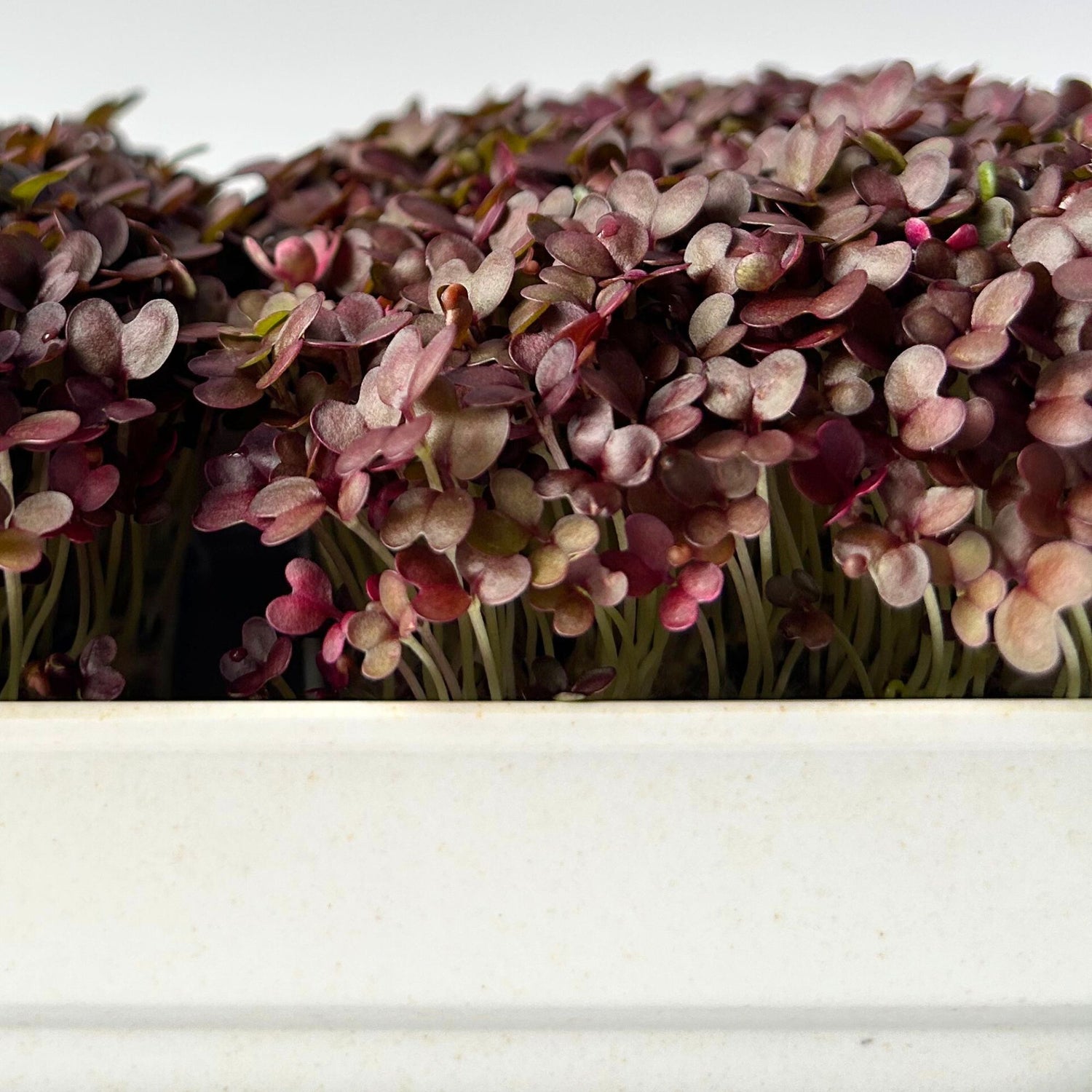 RED KALE MICROGREEN SEEDS - micropod