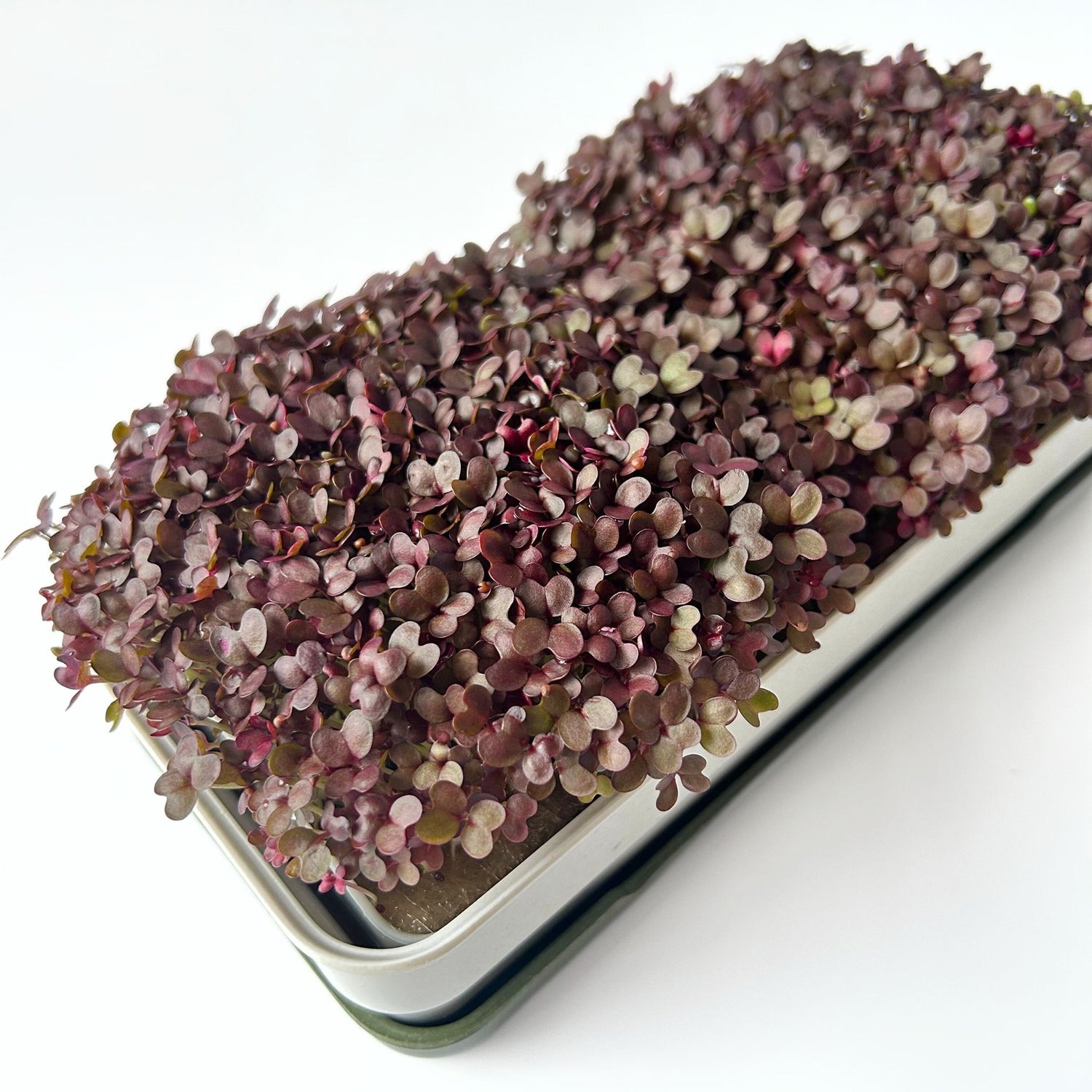 RED KALE MICROGREEN SEEDS - micropod