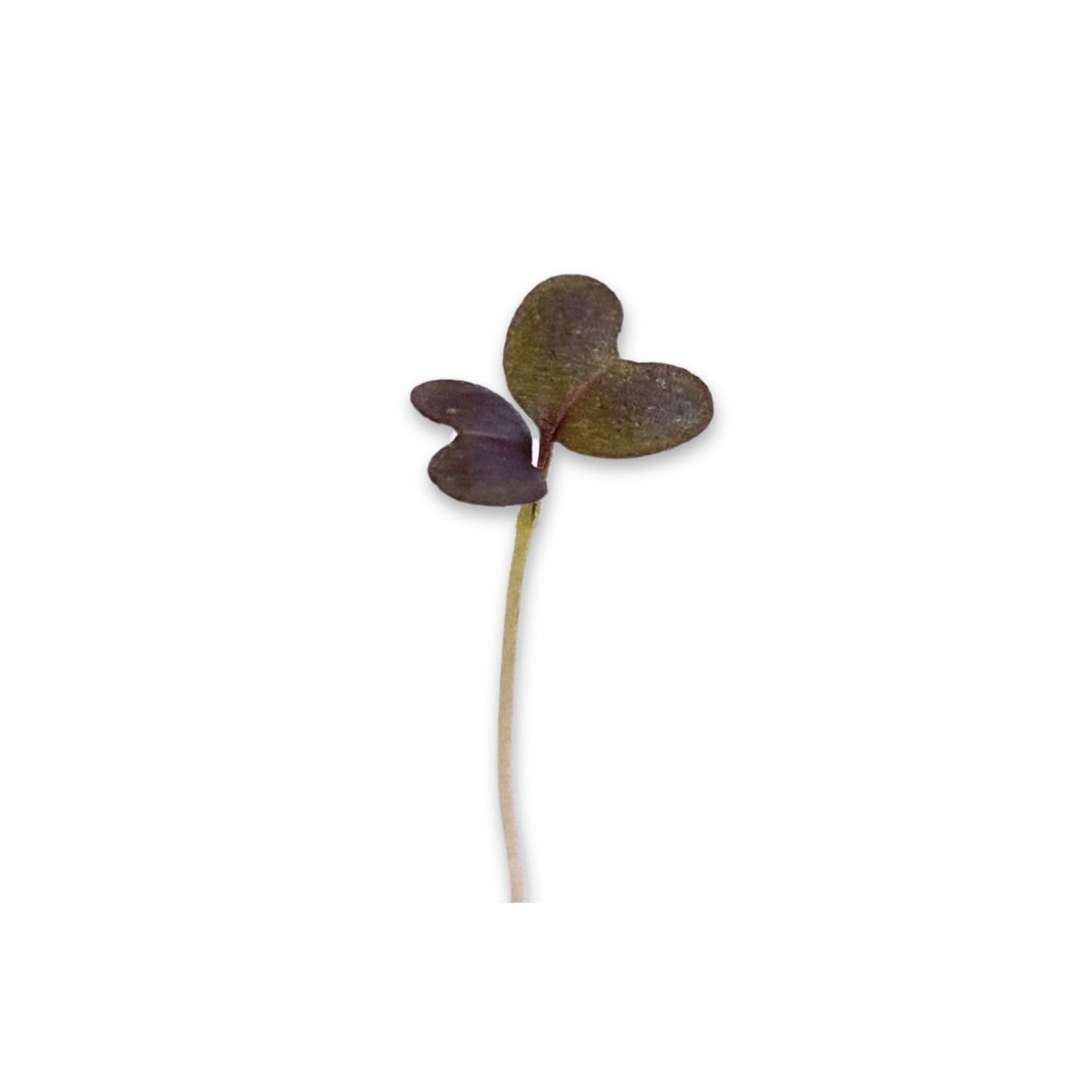 RED KALE MICROGREEN SEEDS - micropod