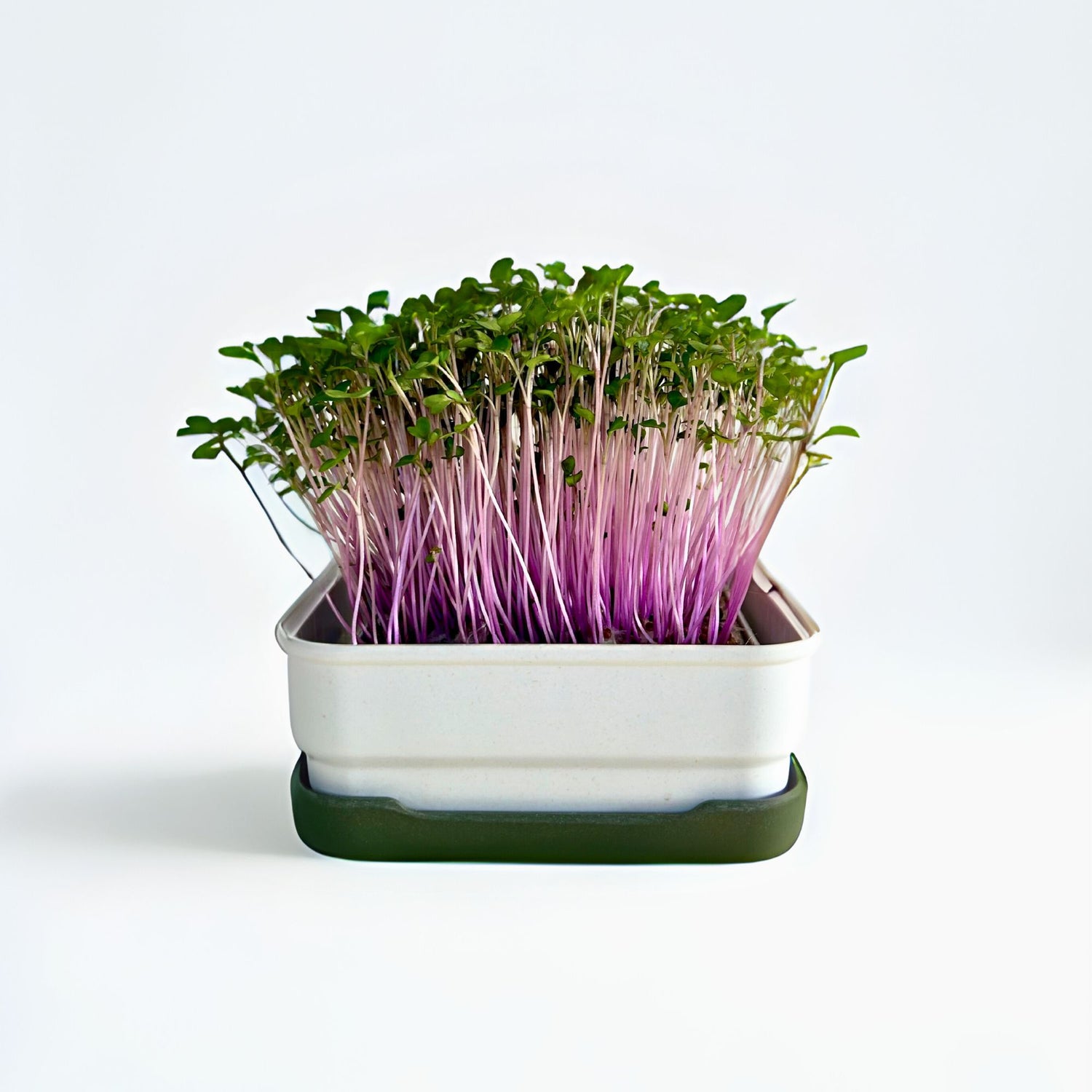 SAMPLER SET - micropod
