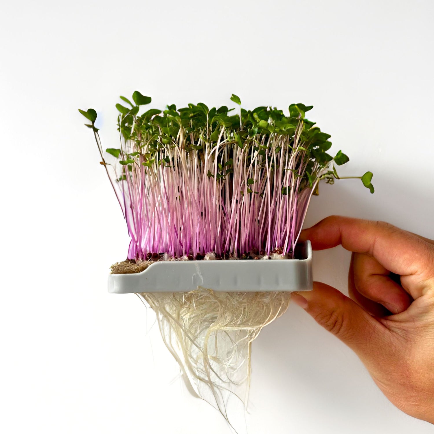 KOHLRABI MICROGREEN SEEDS - micropod