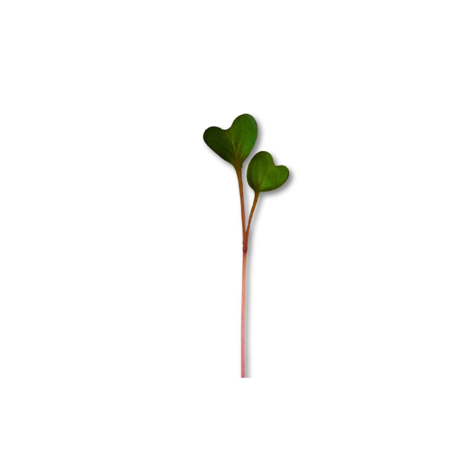 KOHLRABI MICROGREEN SEEDS - micropod
