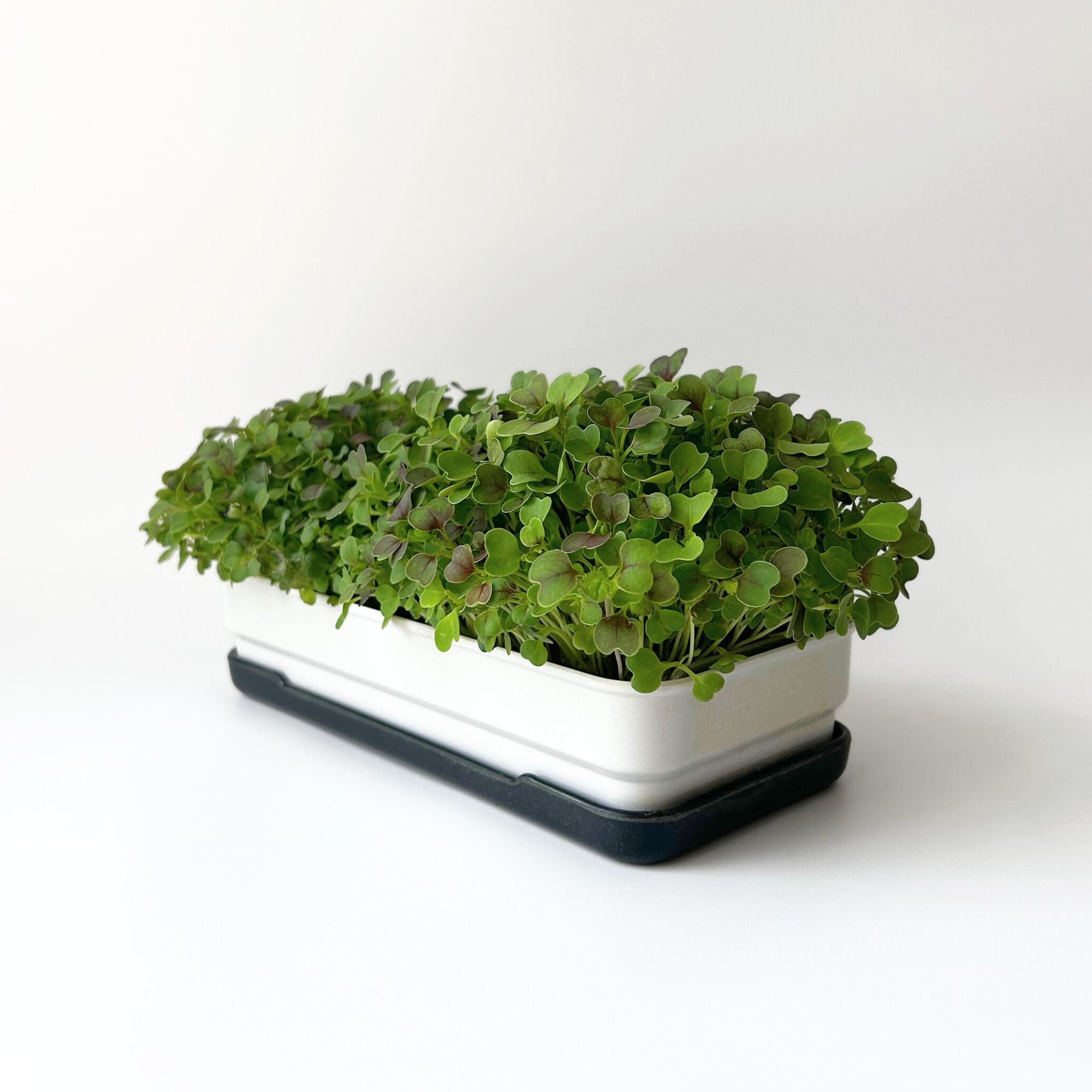 KOMATSUNA MICROGREEN SEEDS - micropod