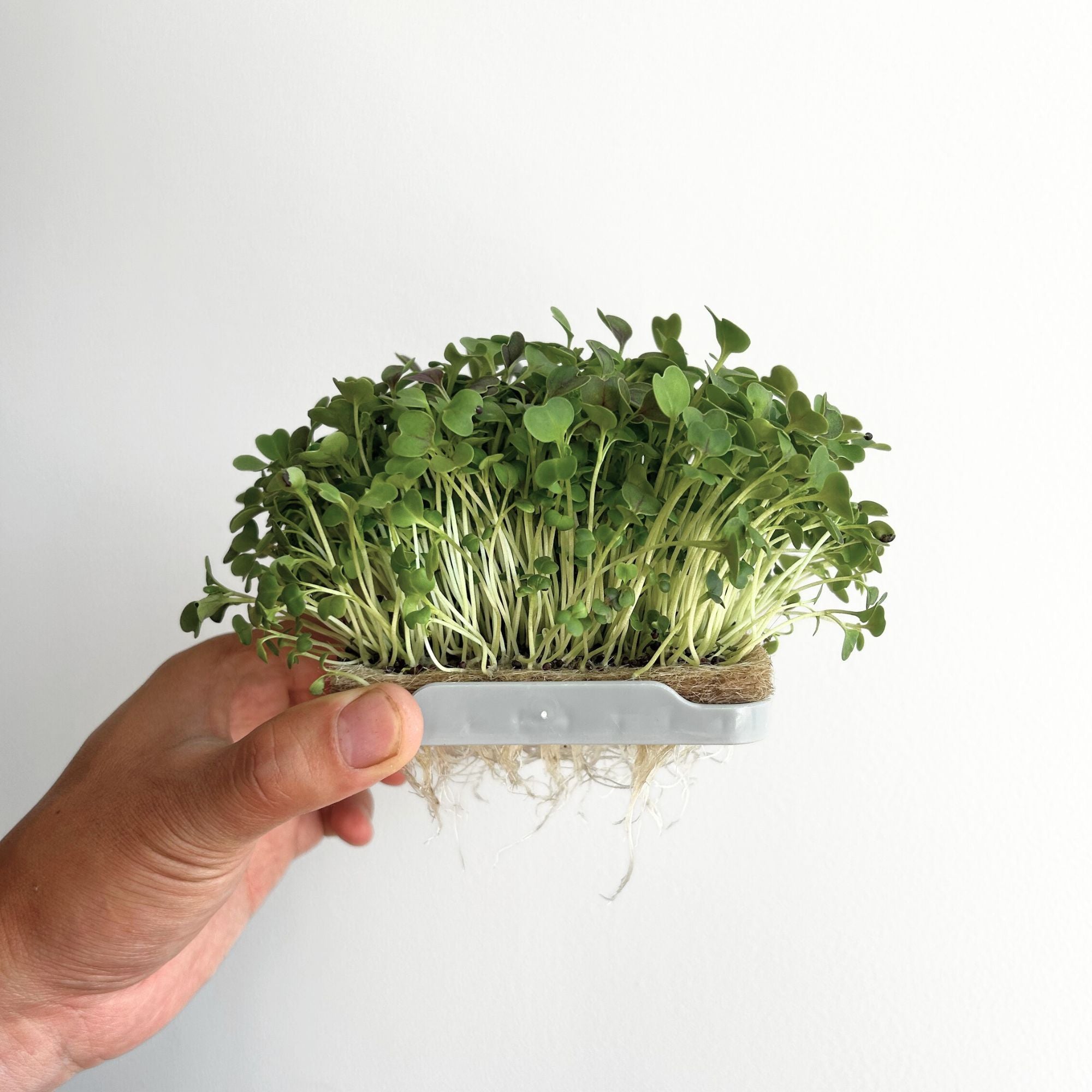 KOMATSUNA MICROGREEN SEEDS - micropod
