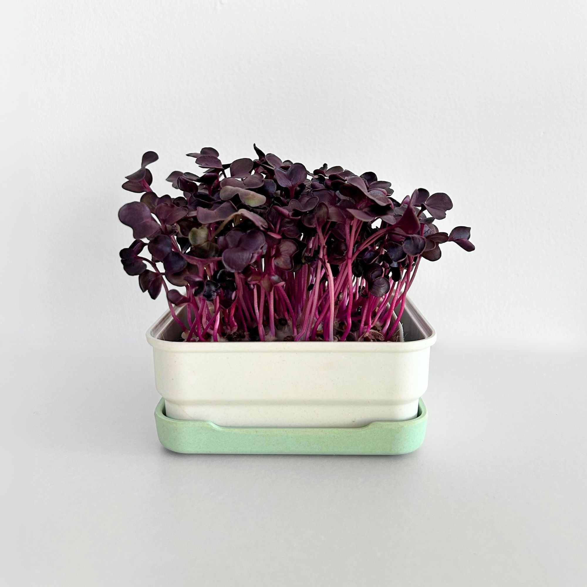 PURPLE RADISH MICROGREEN SEEDS