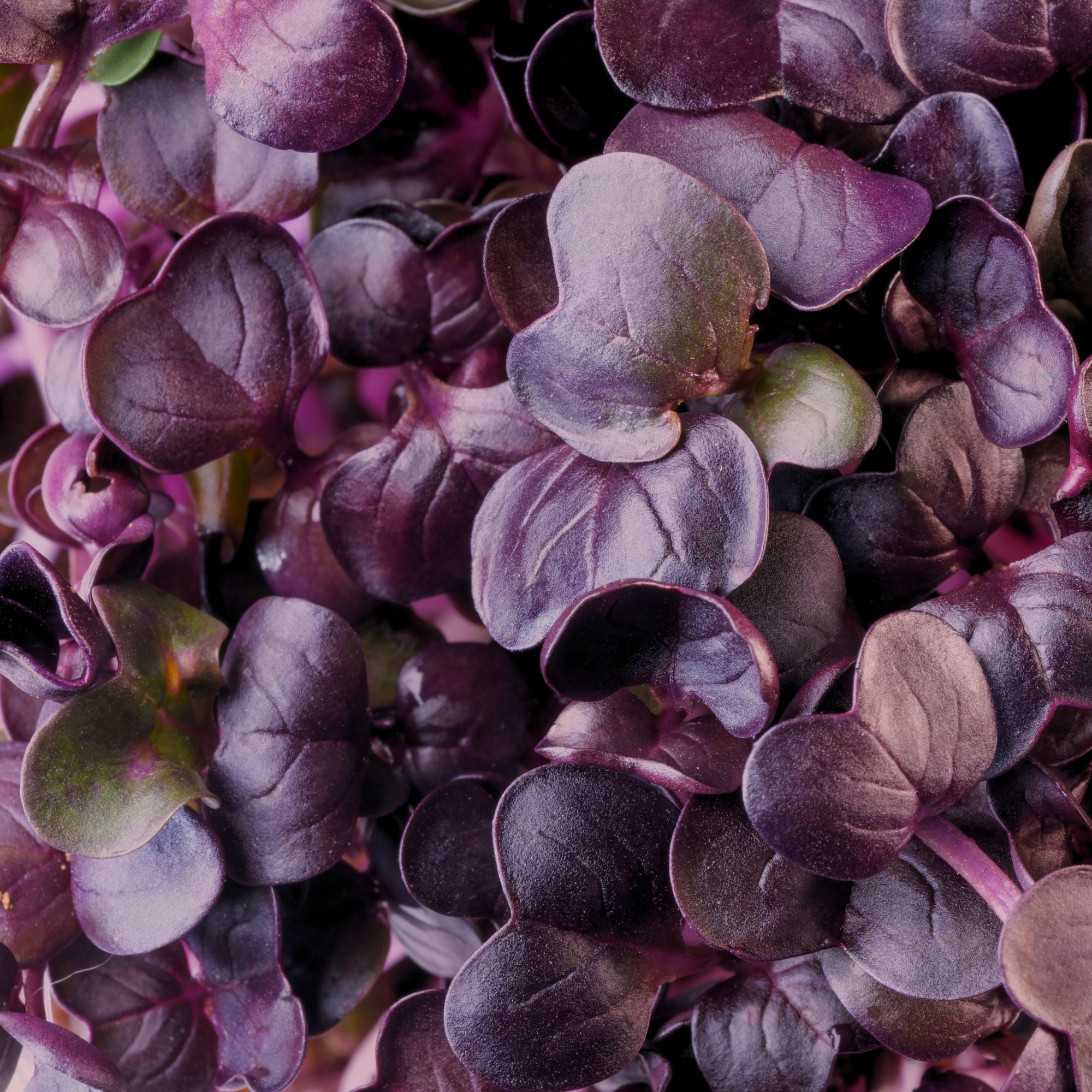 PURPLE RADISH MICROGREEN SEEDS