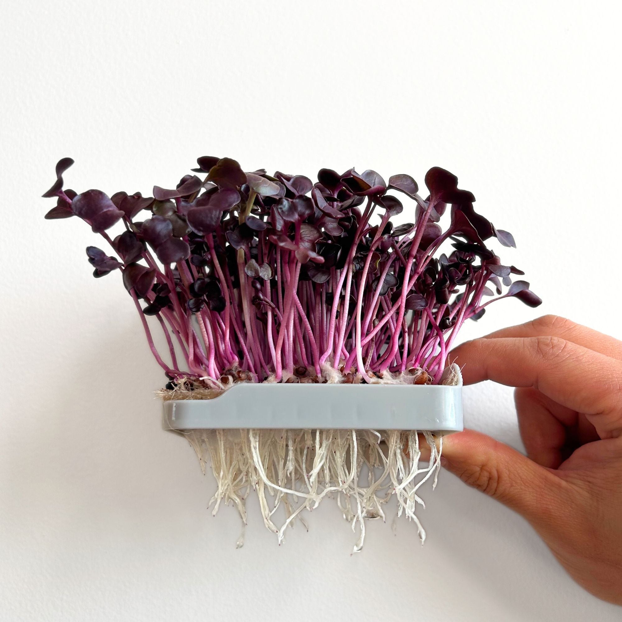 PURPLE RADISH MICROGREEN SEEDS