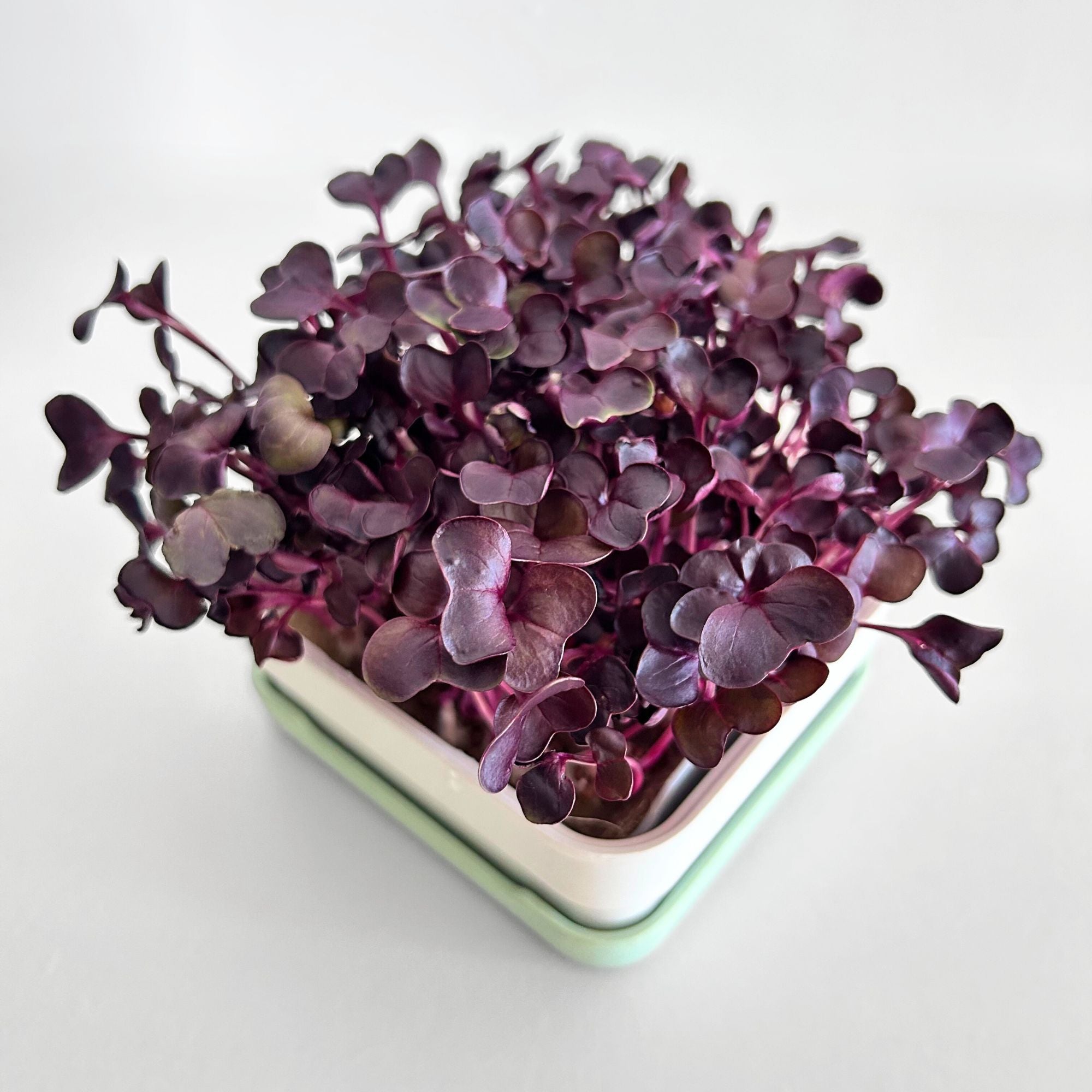 PURPLE RADISH MICROGREEN SEEDS