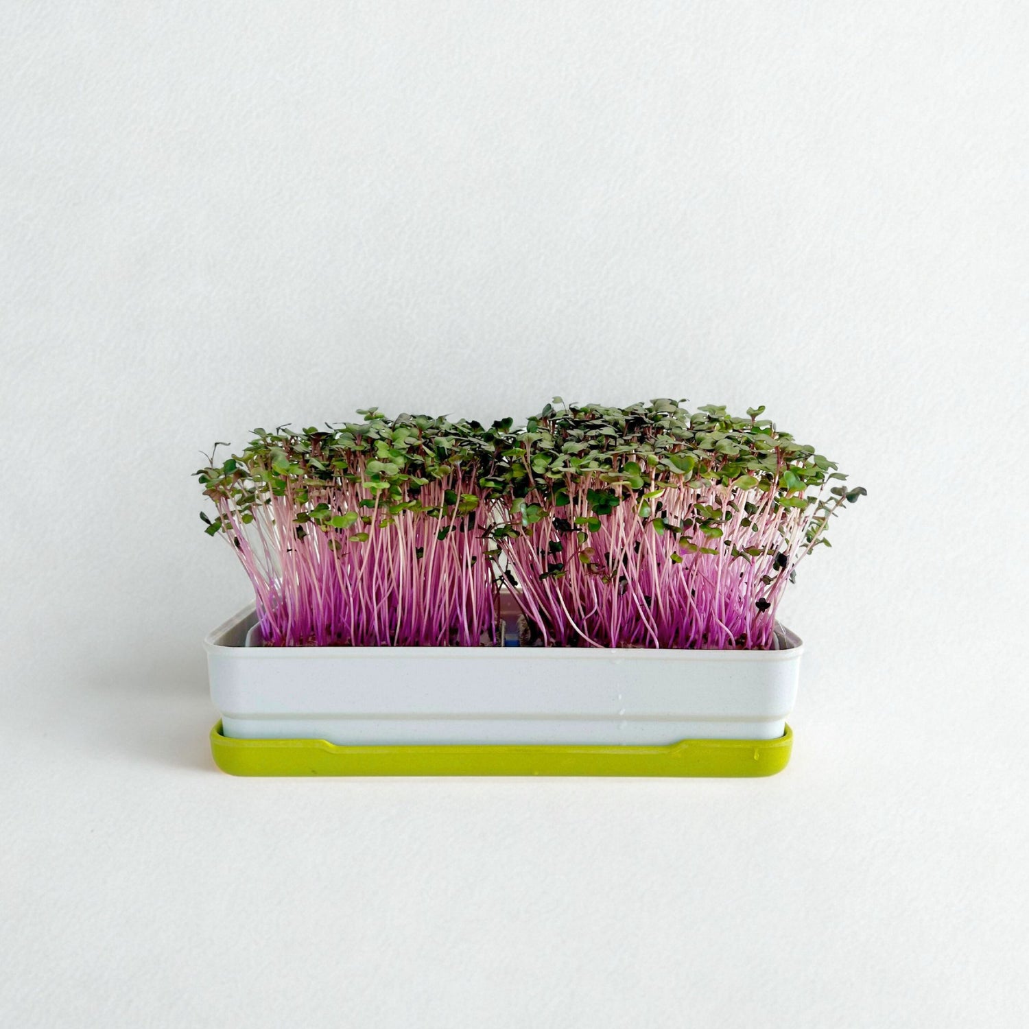 RED CABBAGE MICROGREEN SEEDS - micropod