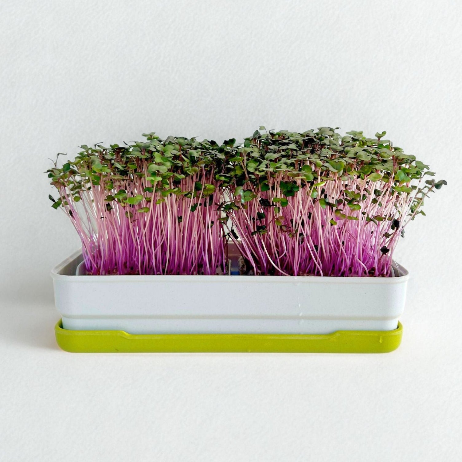 RED CABBAGE MICROGREEN SEEDS - micropod