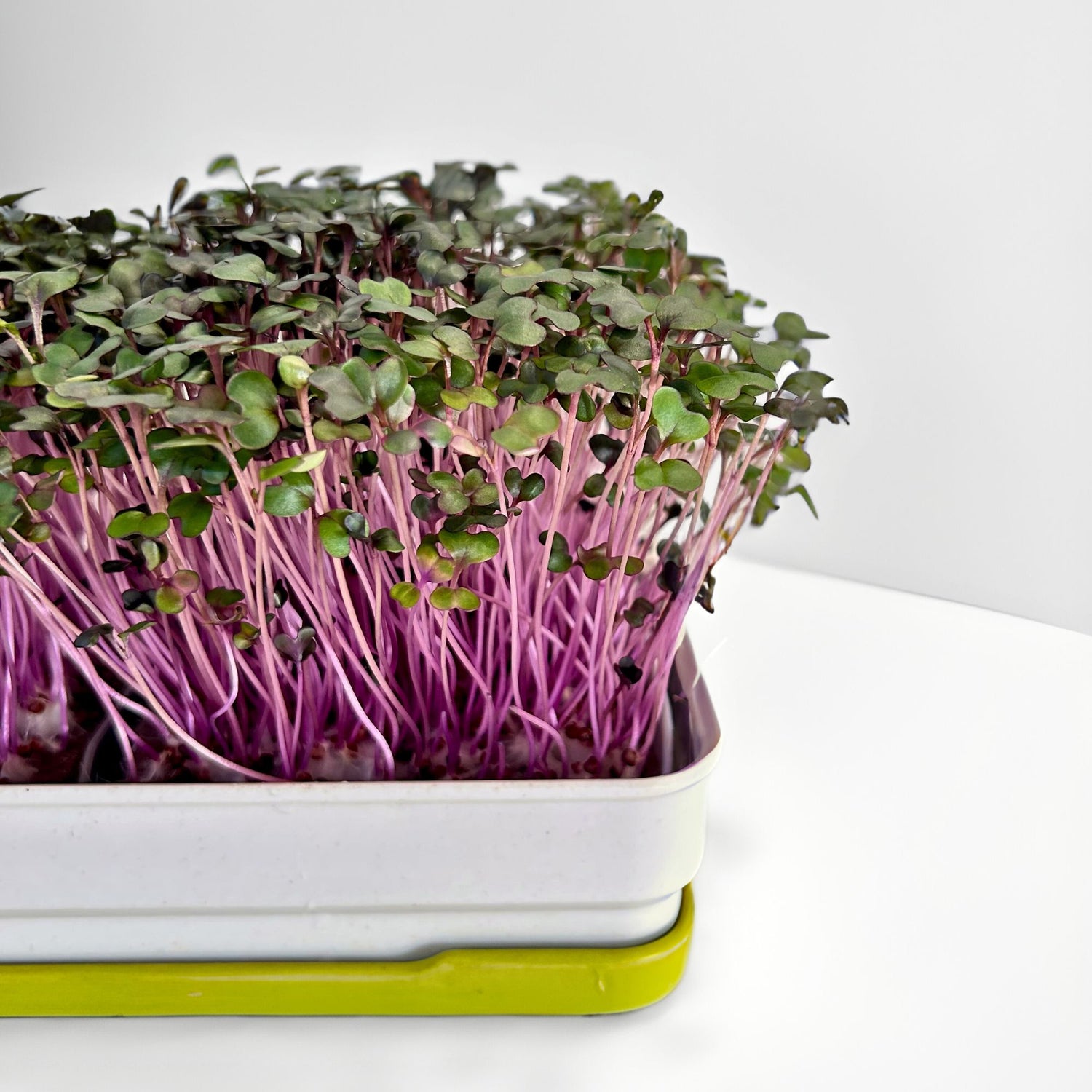 RED CABBAGE MICROGREEN SEEDS - micropod