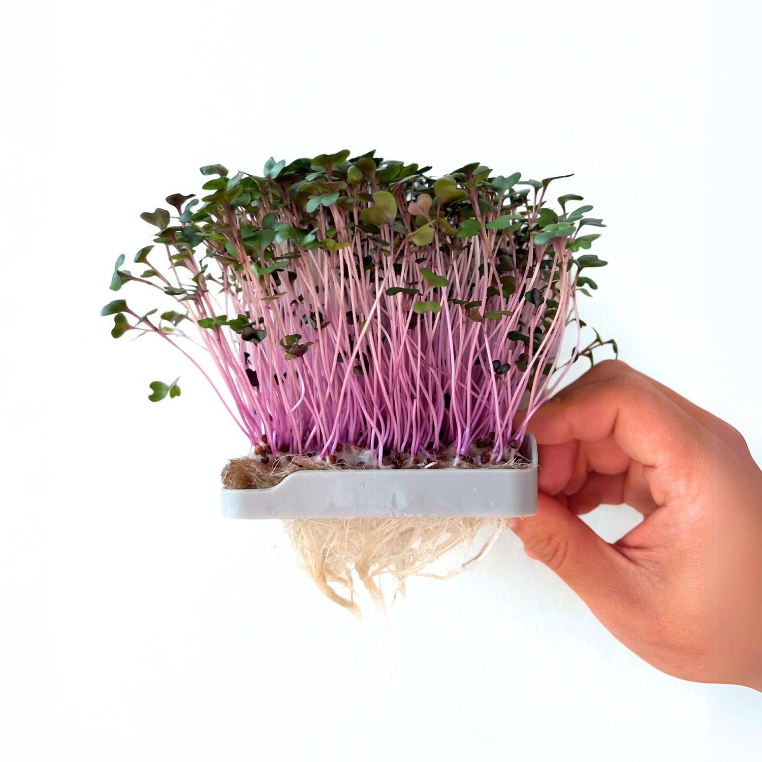RED CABBAGE MICROGREEN SEEDS - micropod