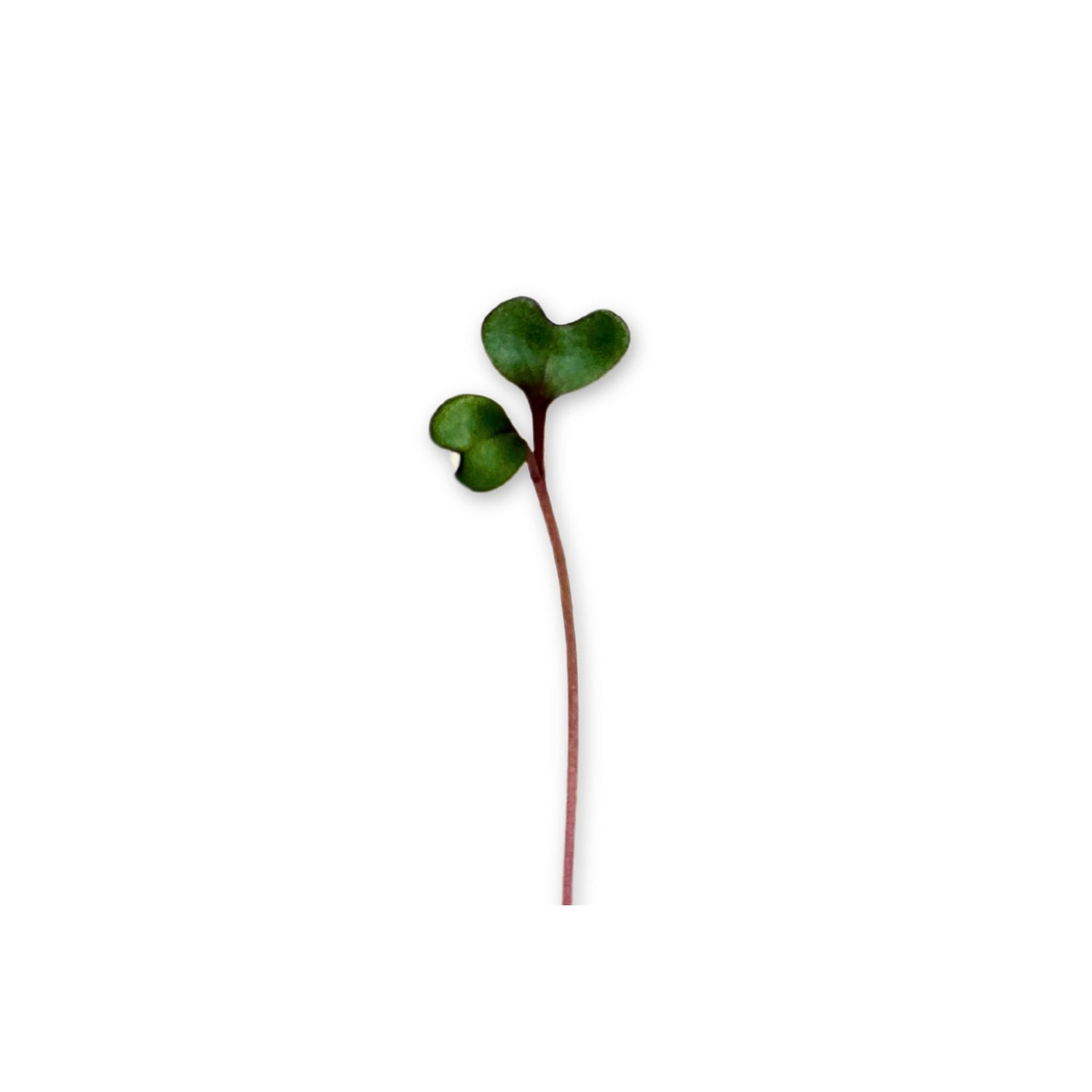 RED CABBAGE MICROGREEN SEEDS - micropod