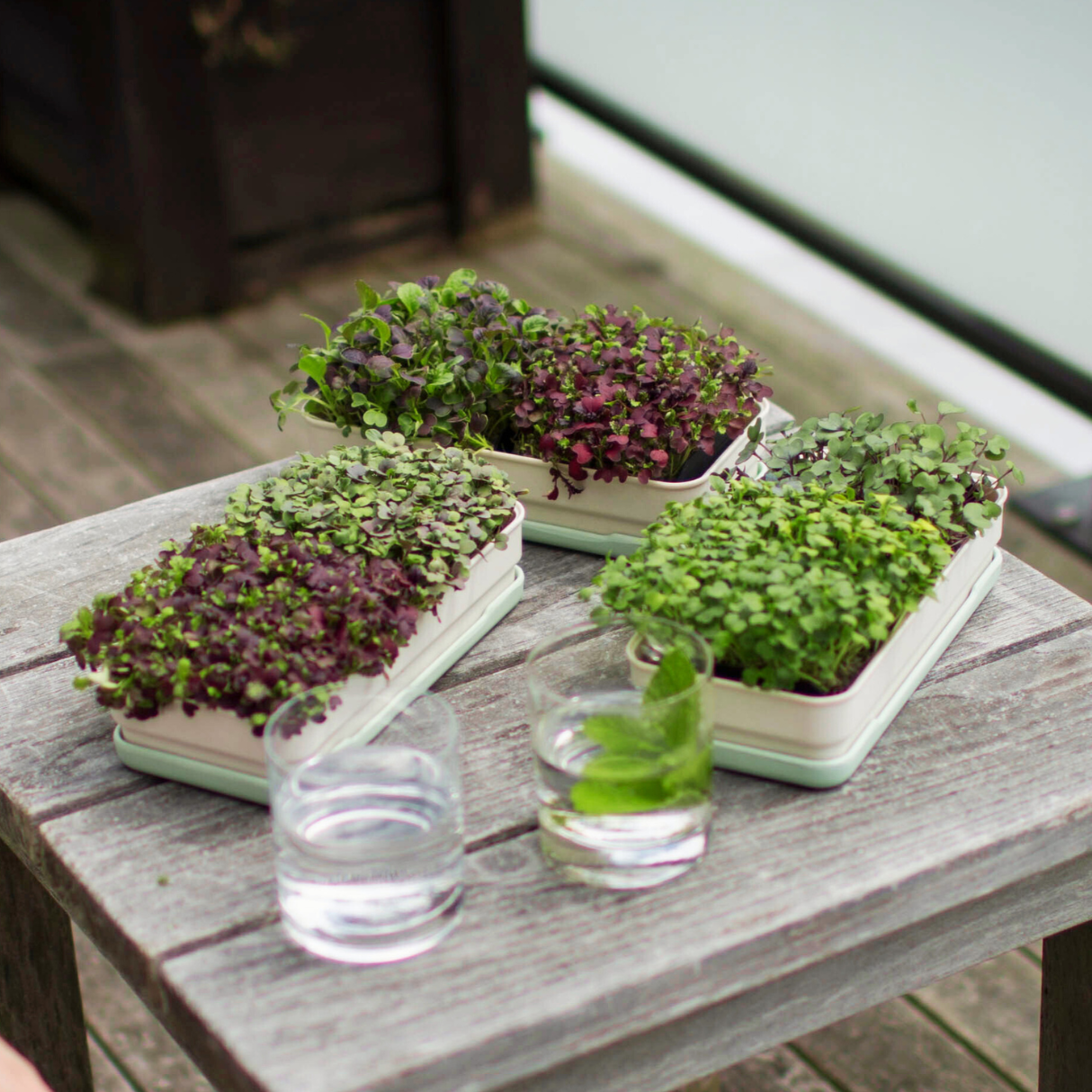 1 RED MUSTARD - micropod