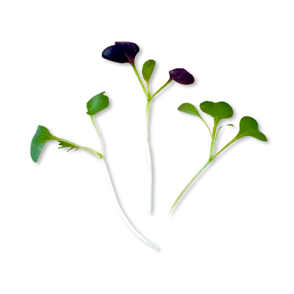 SPICY BLEND MICROGREEN SEEDS - micropod