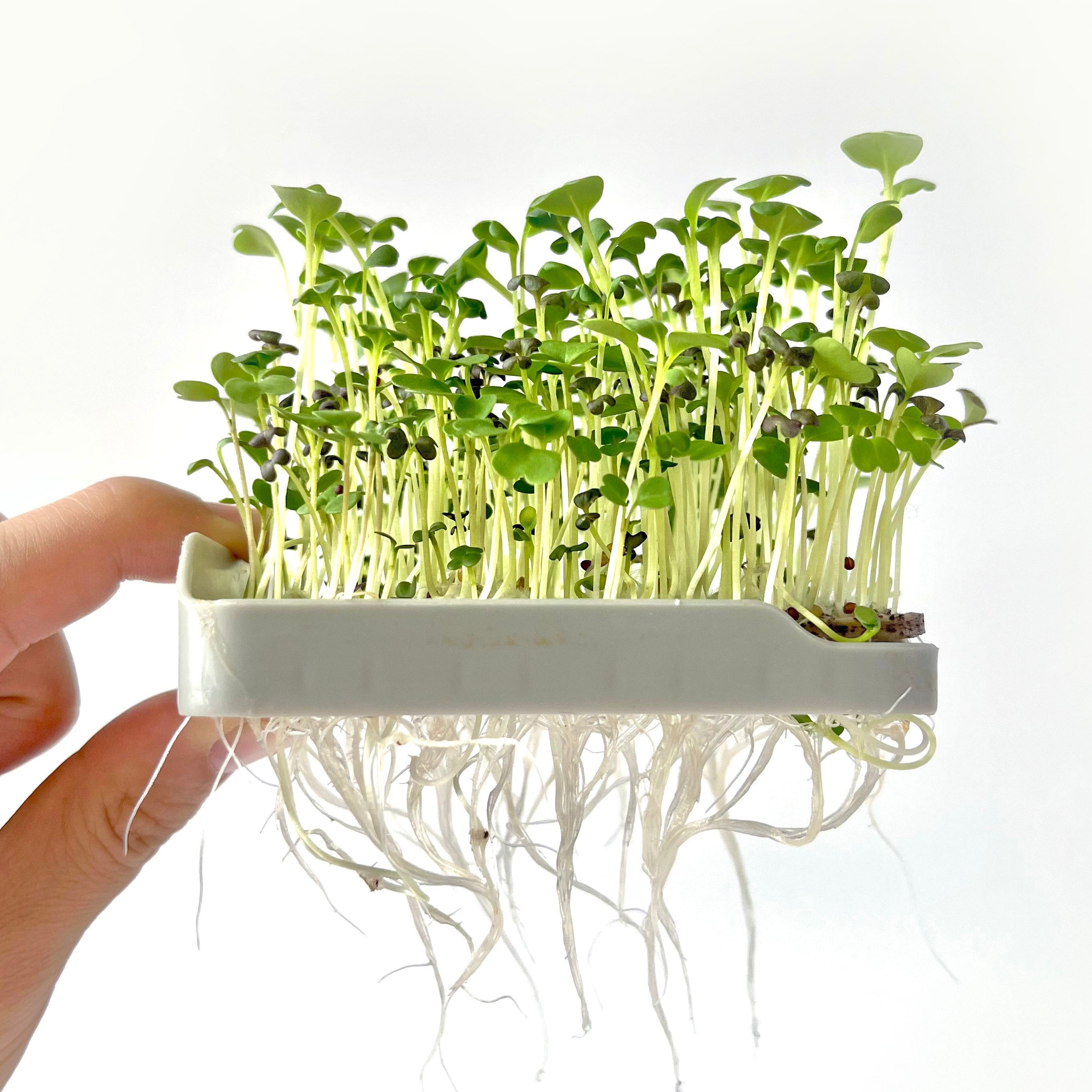 SPICY BLEND MICROGREEN SEEDS - micropod
