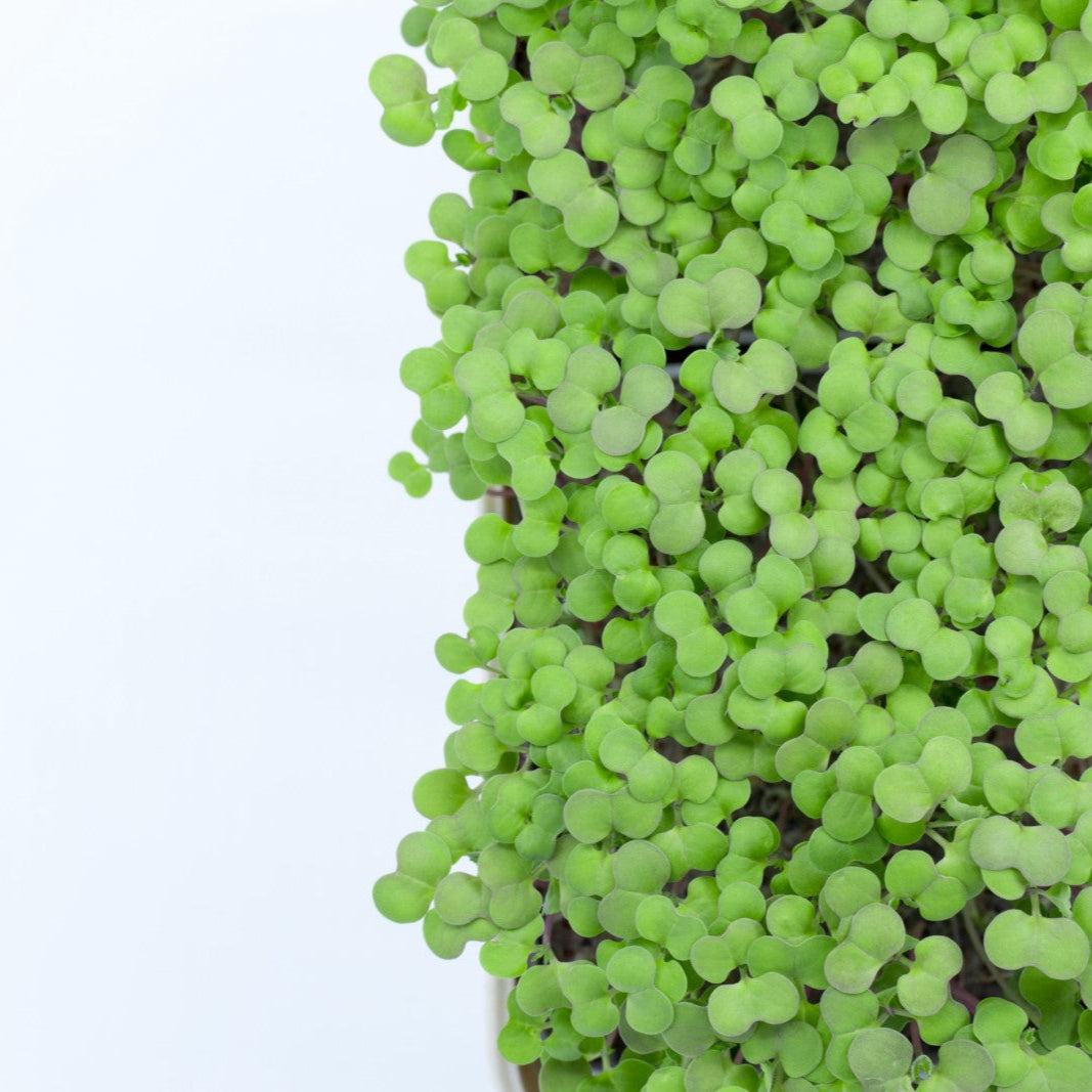 BROCCOLI - micropod