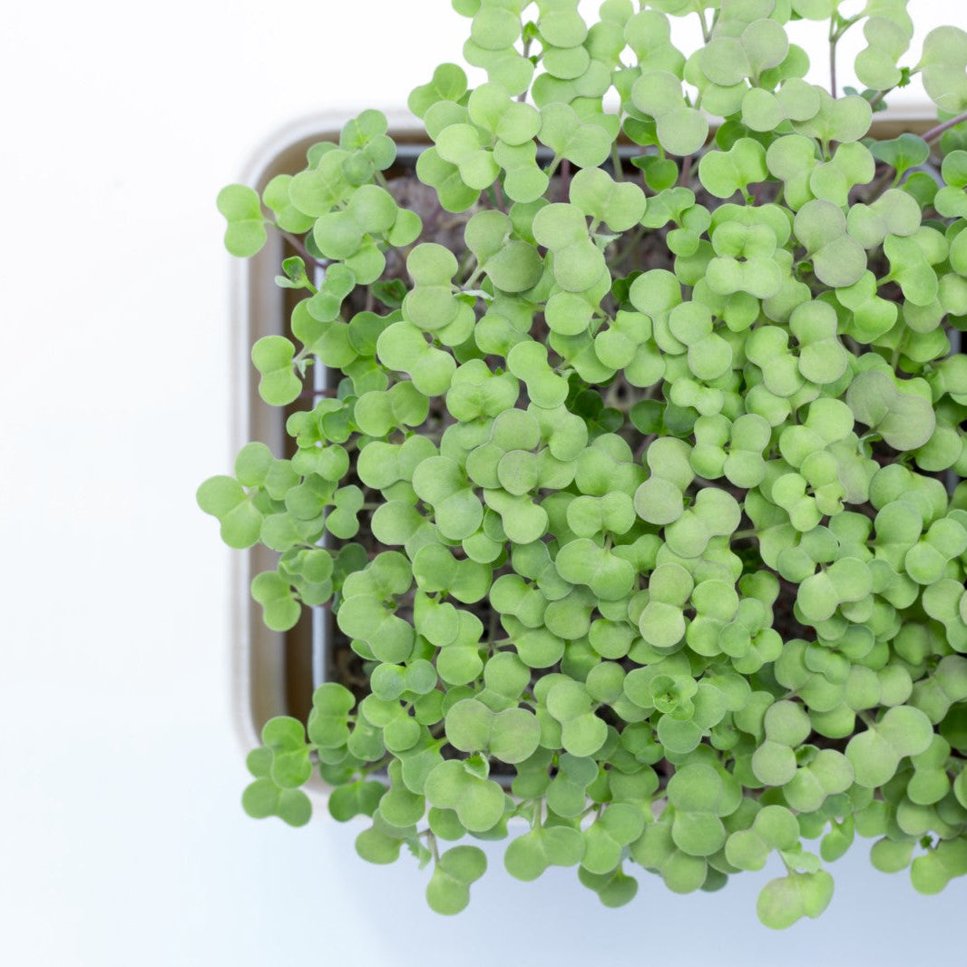 BROCCOLI - micropod