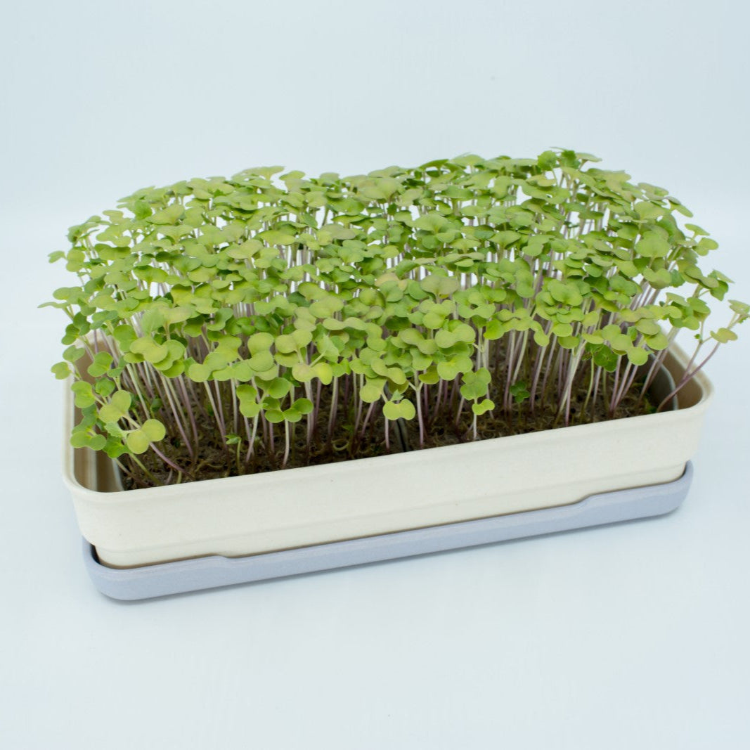 BROCCOLI - micropod