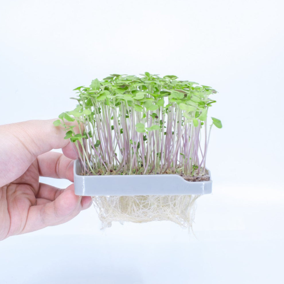 BROCCOLI - micropod