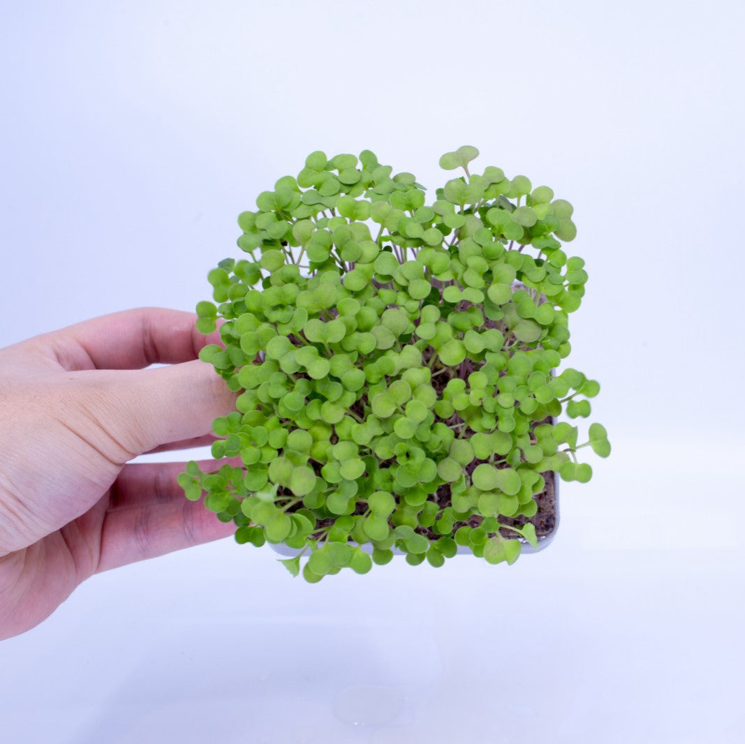 BROCCOLI - micropod