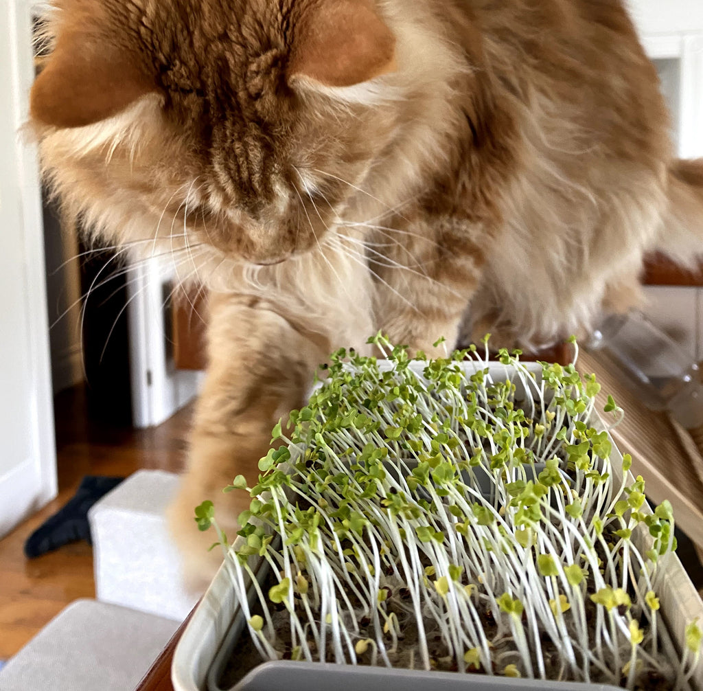 Ginger cat reaching for micropod growing microgreens