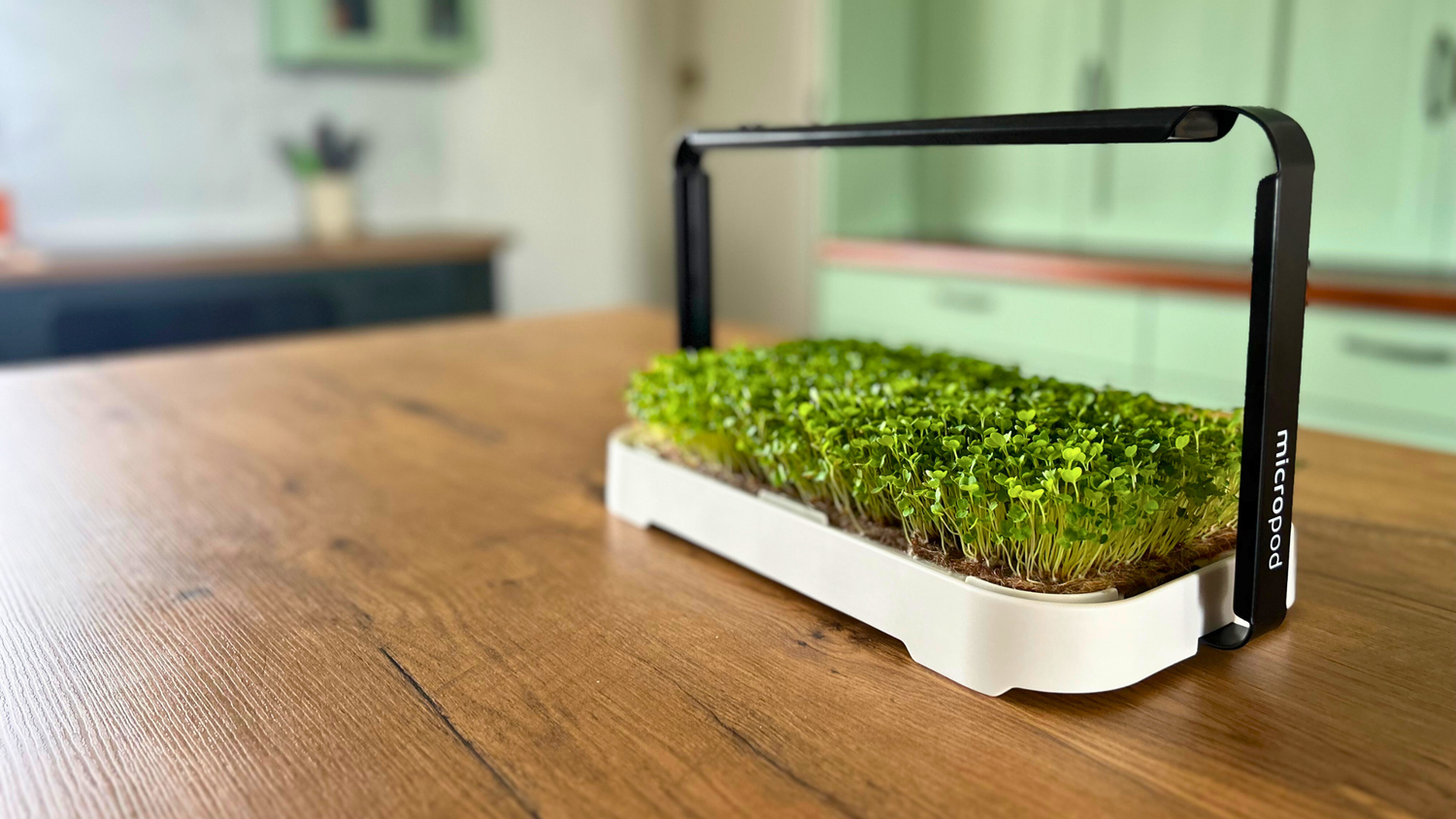 Why Growing Microgreens in the MICRO GARDEN KIT Is the Smarter (and Cheaper) Choice
