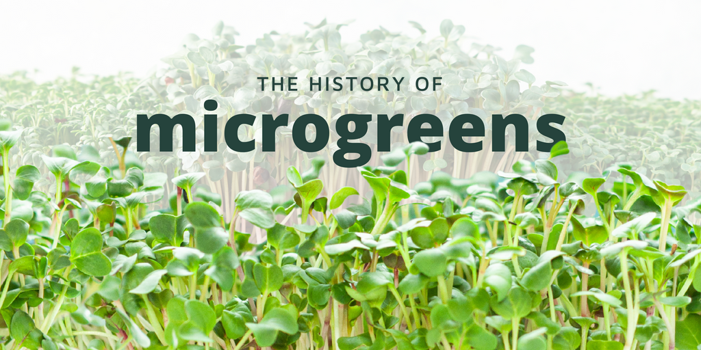 The History of Microgreens