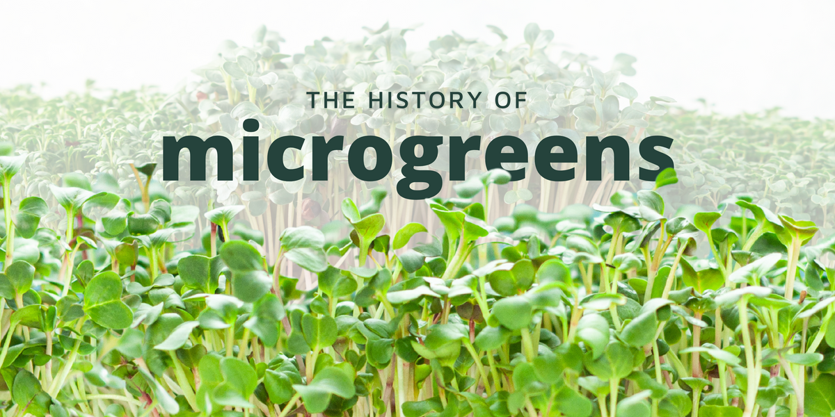 The History of Microgreens – micropod