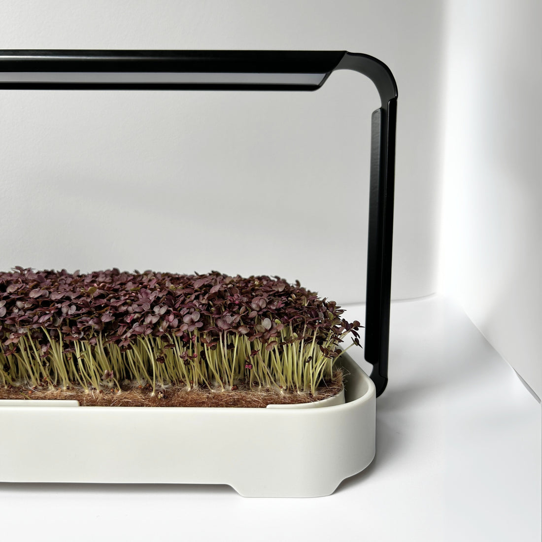 MICRO GARDEN KIT