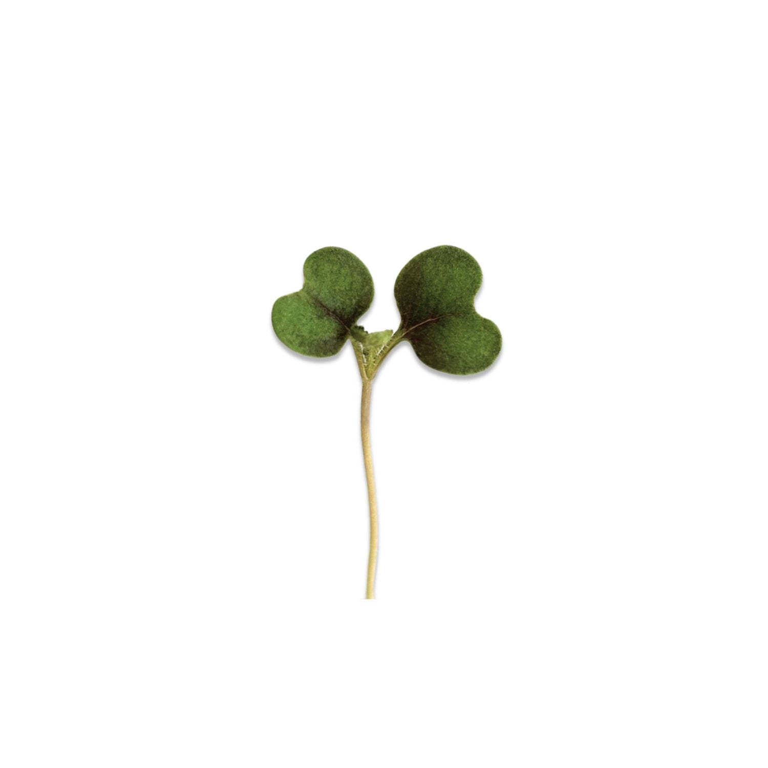 KOMATSUNA MICROGREEN SEEDS - micropod