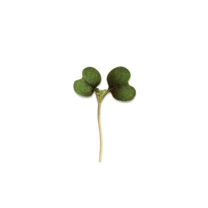 KOMATSUNA MICROGREEN SEEDS - micropod